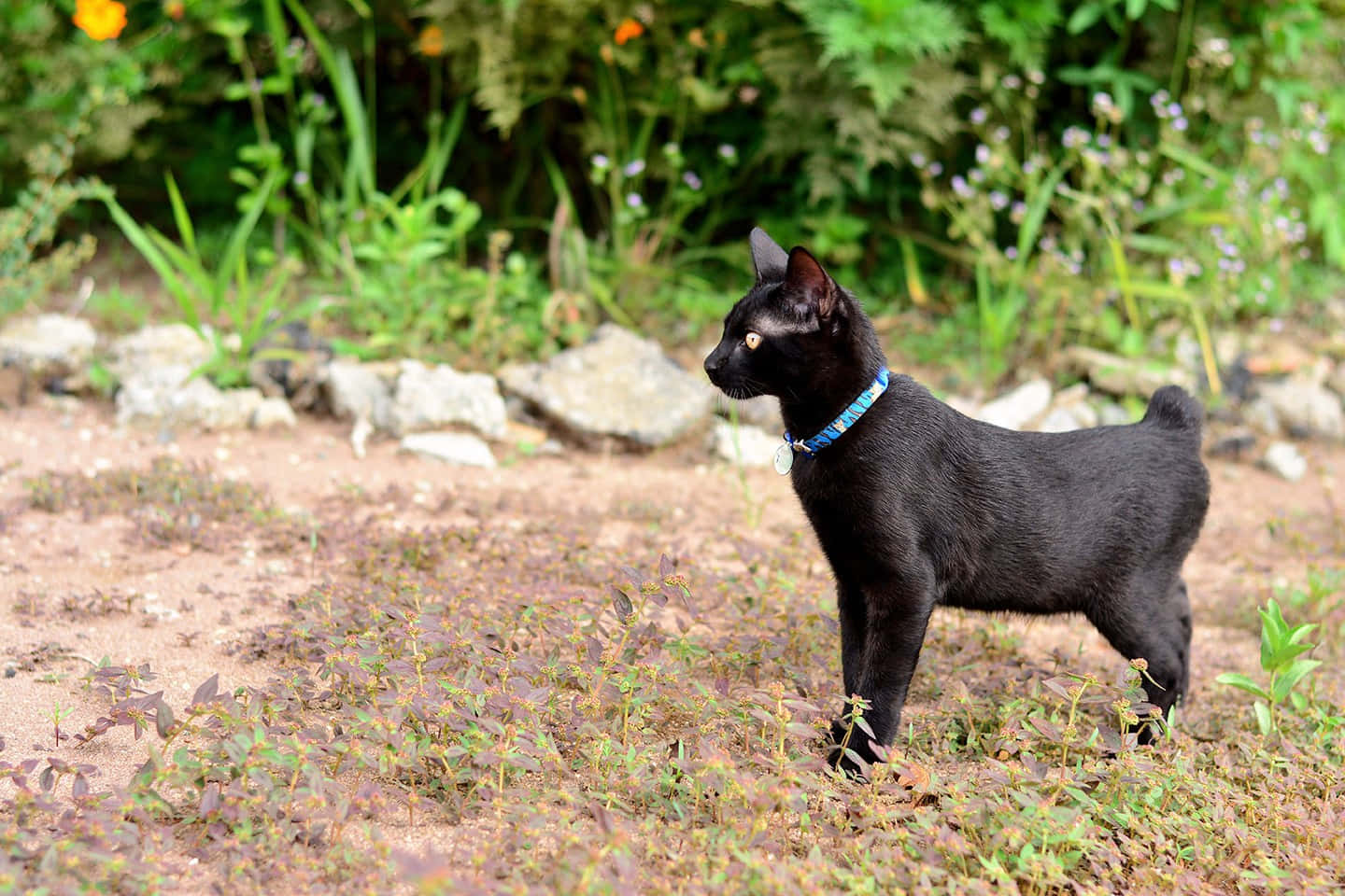 Japanese Bobtail 桌布 壁紙 — 一隻戴著藍色項圈的時尚黑貓，在陽光普照、長滿綠葉和野花的花園中警覺地站立。