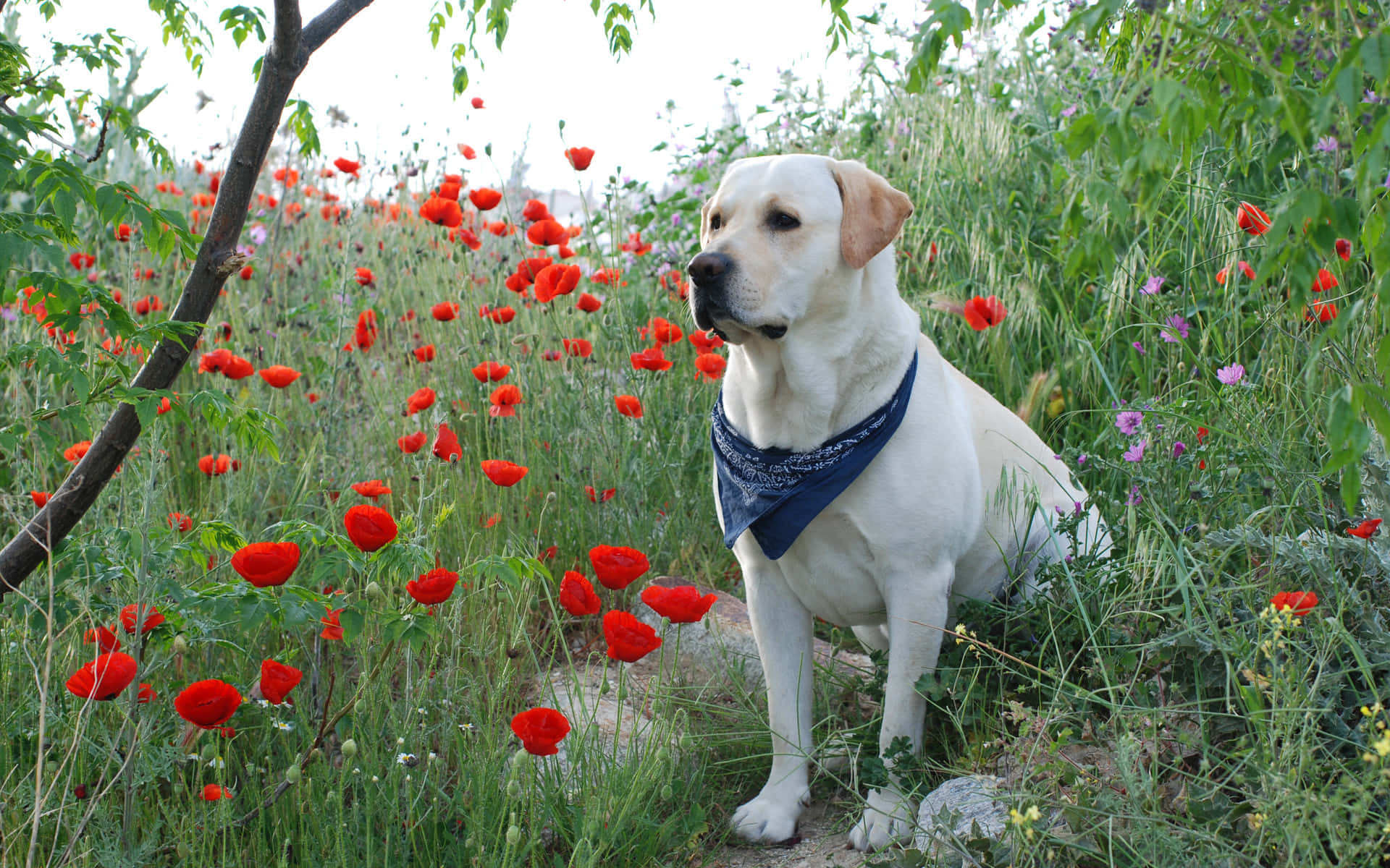 Yellow Labrador 桌布 壁紙 — 一隻戴著藍色頭巾的黃色拉布拉多犬在明亮的日光下，平靜地坐在鮮紅的罌粟花和綠葉之中。