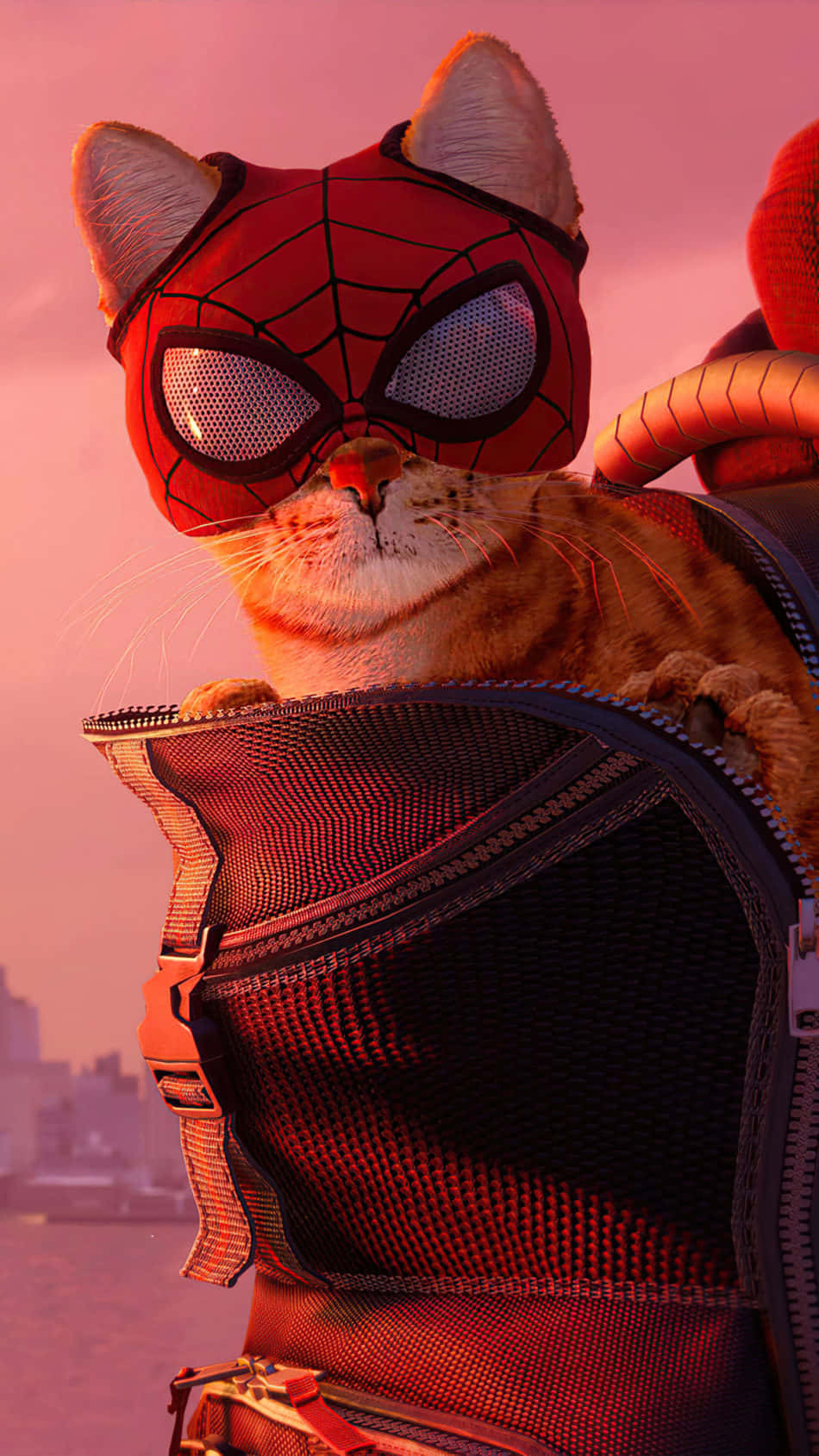 Miles Morales 動漫 桌布 壁紙 — 一隻戴著蜘蛛俠面具的橙色虎斑貓從背包裡探出頭來，背景是粉紅色的日落城市景觀。