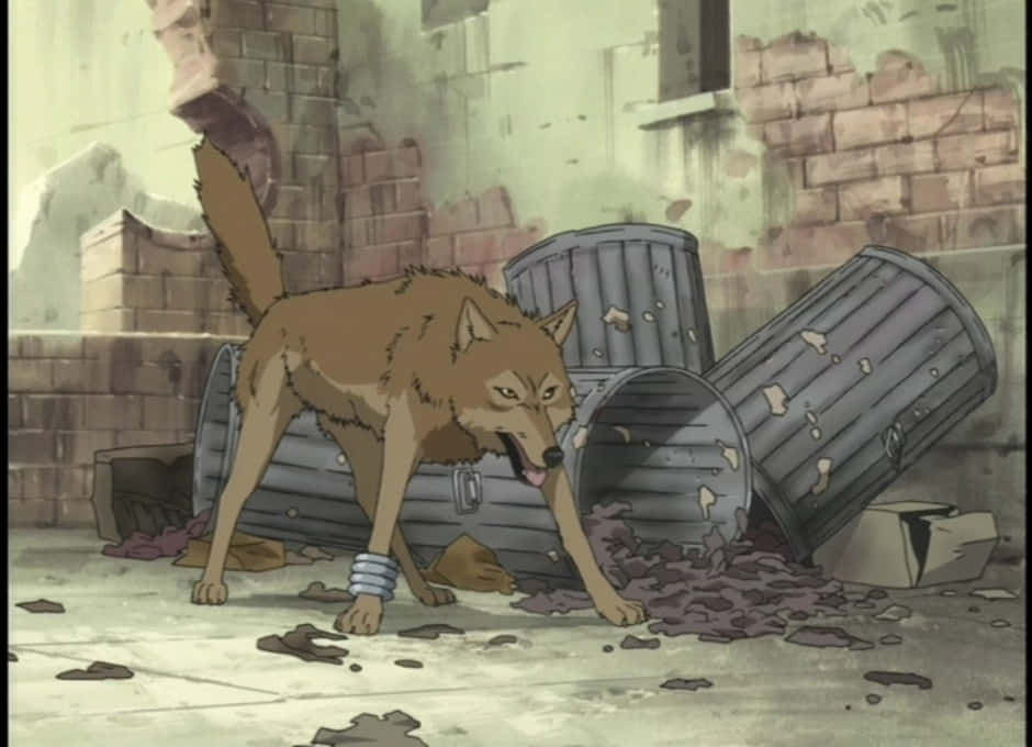 Wolf's Rain Toboe 桌布 壁紙 — 一隻戴著銀色項圈的棕色狼在破舊的磚砌小巷中，靠近翻倒的垃圾桶旁咆哮。