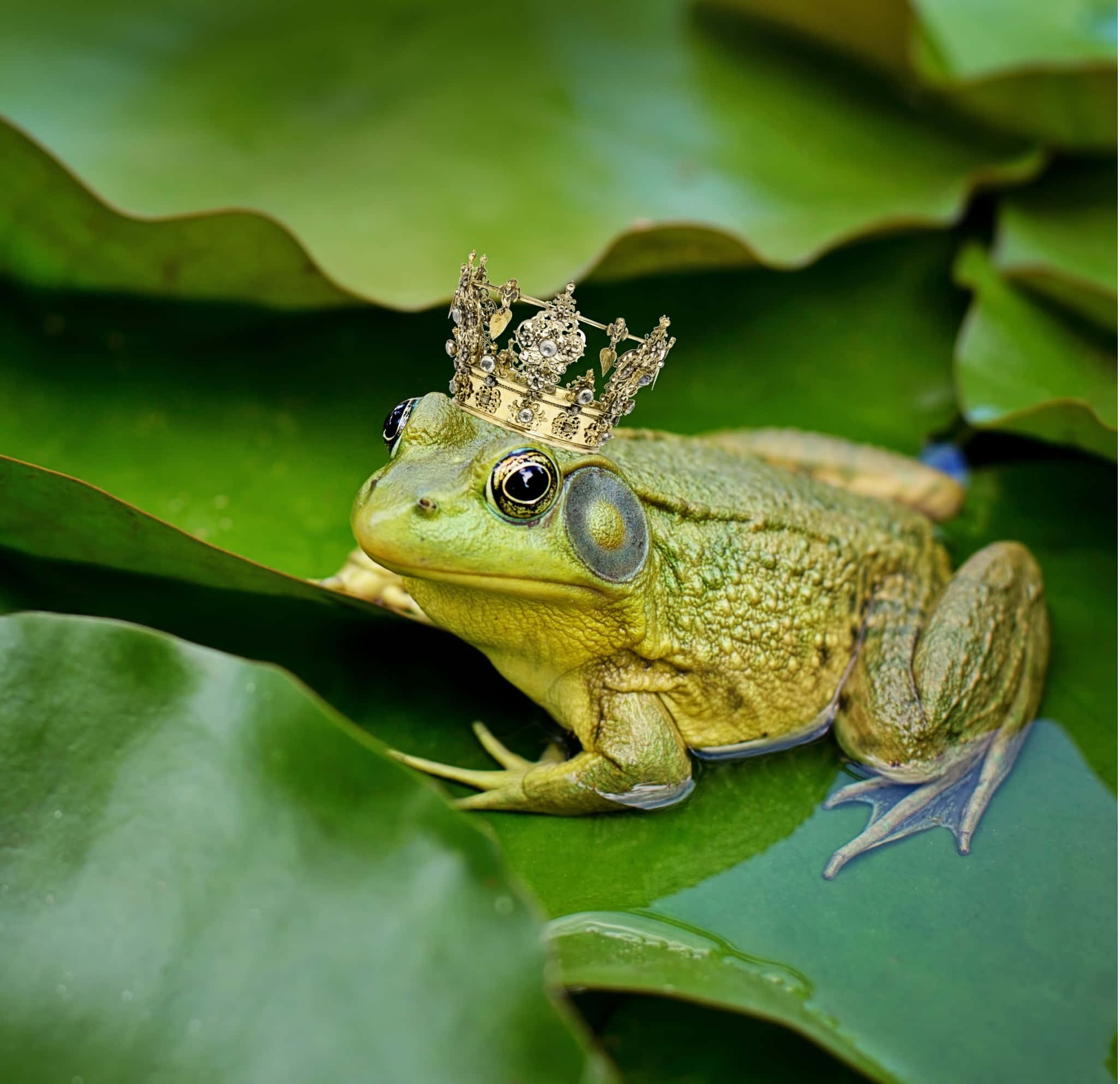 Cute Frog 桌布 壁紙 — 一隻戴著鑲嵌寶石王冠的威嚴綠色青蛙，在寧靜池塘的睡蓮葉上休息。