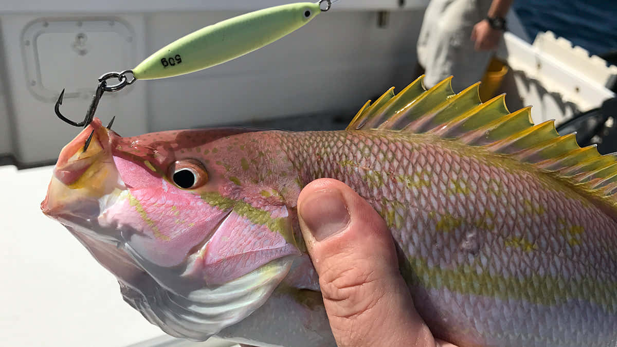 Yellowtail Snapper 桌布 壁紙 — 一隻手喺船上拎住一條啱啱捉到嘅粉紅色同黃色魚，魚嘴掛住一個綠色假餌。