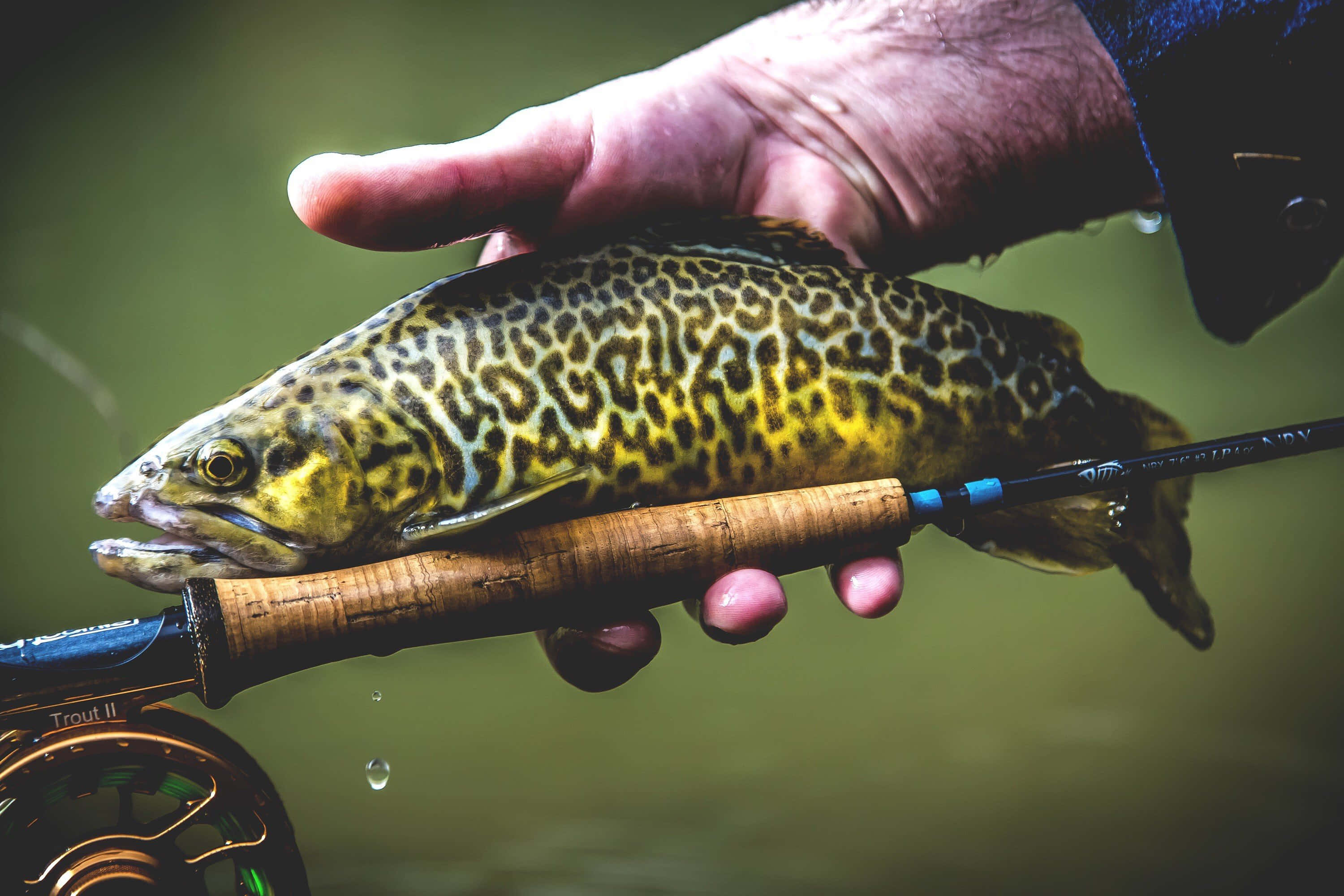Brown Trout 桌布 壁紙 — 一隻手喺飛蠅釣竿上拎住一條有斑點嘅鱒魚，水滴緊跌落嚟嘅特寫。