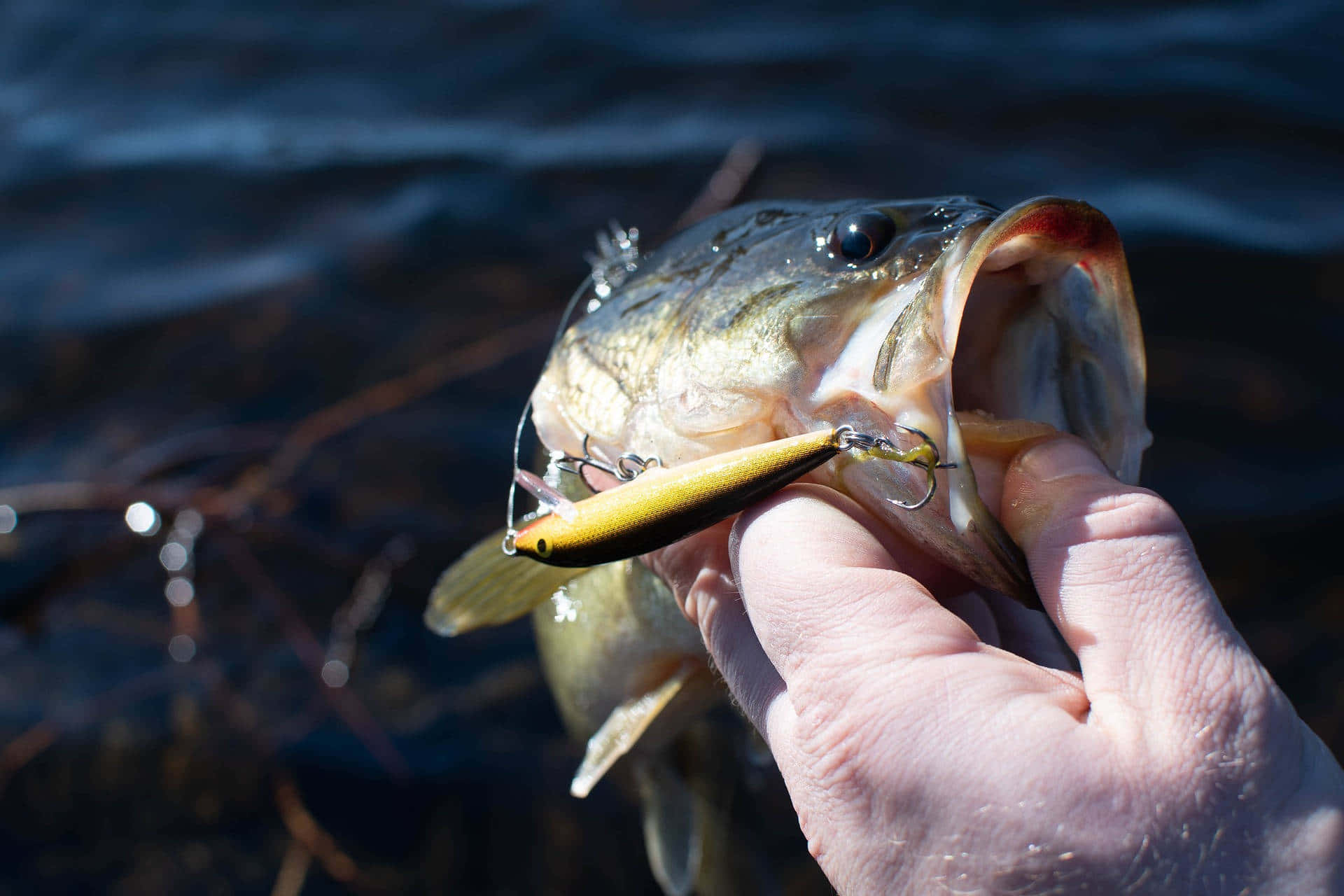 Fishing Bait 桌布 壁紙 — 一隻手喺黑暗嘅水面上拎住一條用黃色魚餌釣到嘅大口黑鱸嘅特寫。