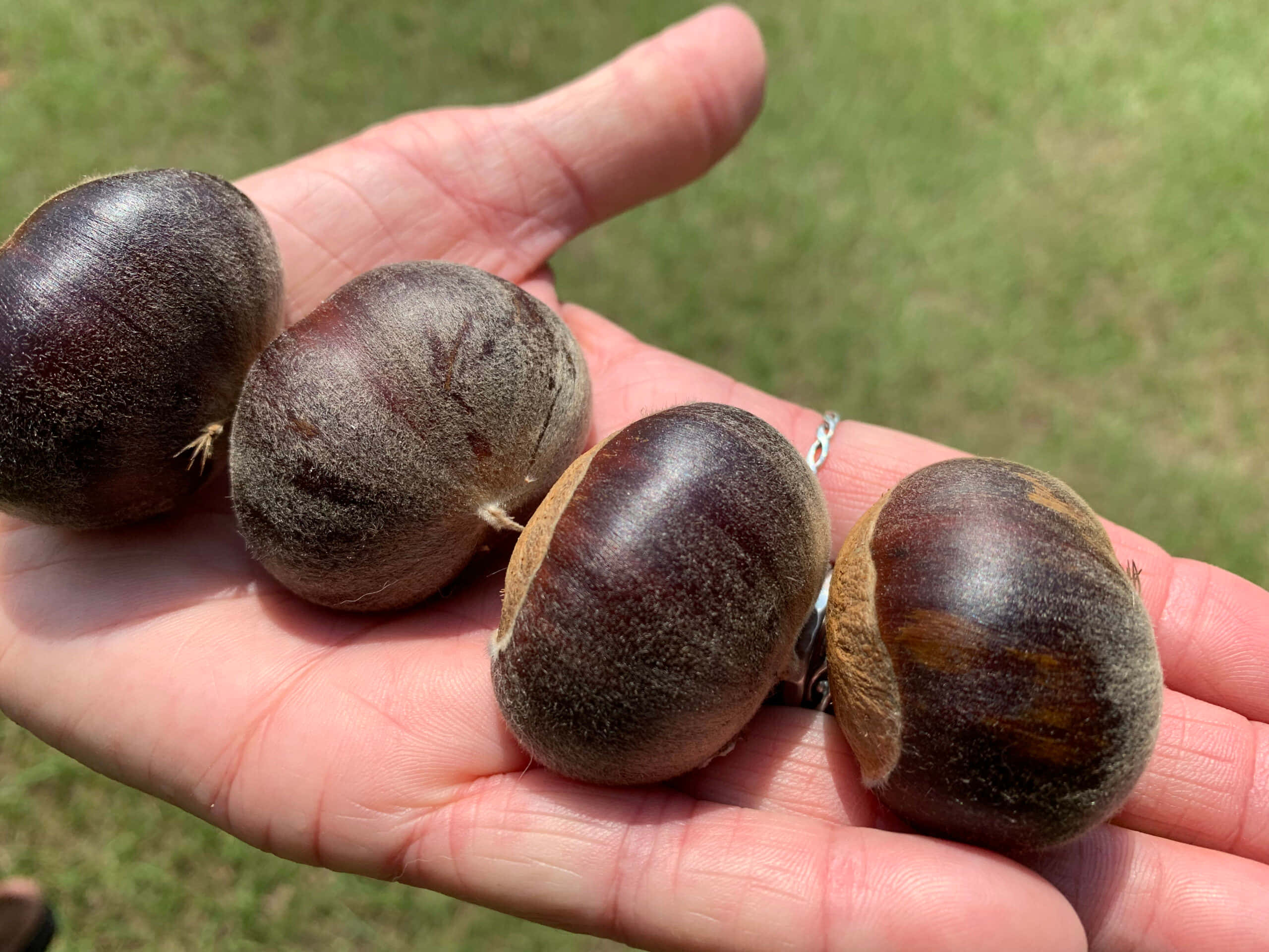 Chestnut 桌布 壁紙 — 一隻手在明亮的陽光下，拿著四顆光澤的棕色栗子，背景是模糊的綠色草地。