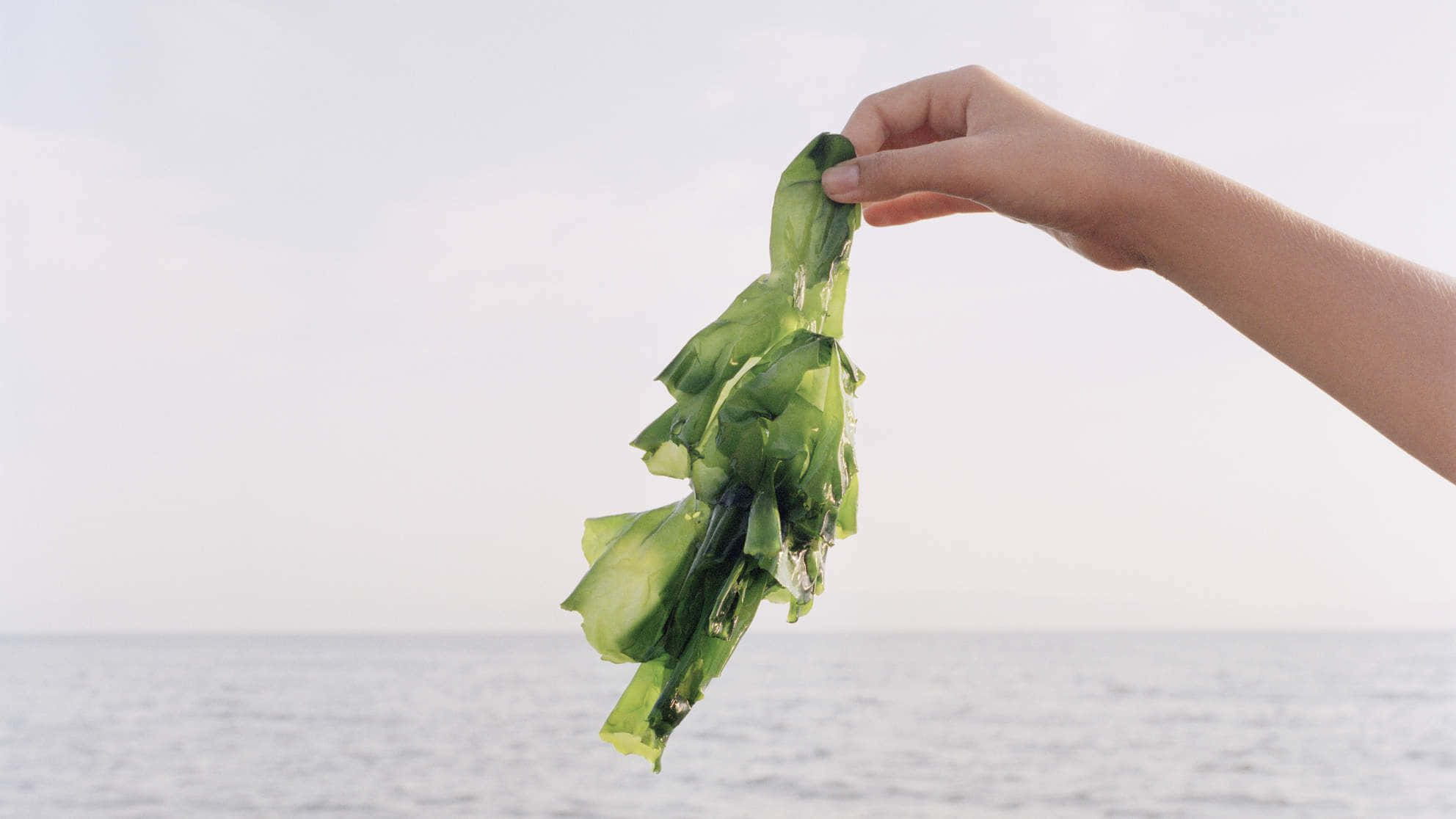 Seaweed 桌布 壁紙 — 一隻手在柔和日光下，拿著濕漉漉的綠色海藻，背景是平靜的海平線。