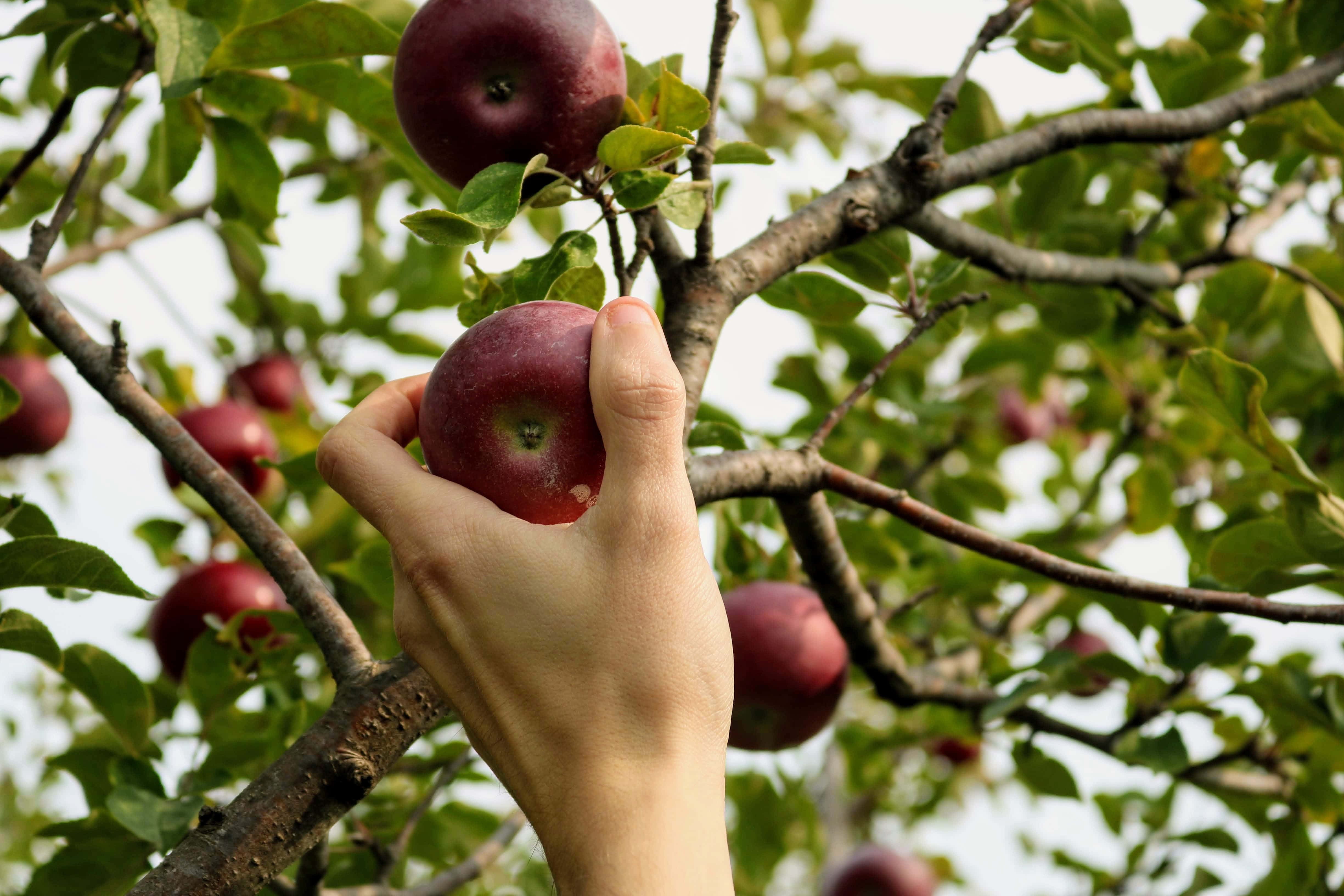Apple Picking 桌布 壁紙 — 一隻手在柔和日光下，輕輕從長滿葉子的樹枝上摘下一顆成熟的紅蘋果。