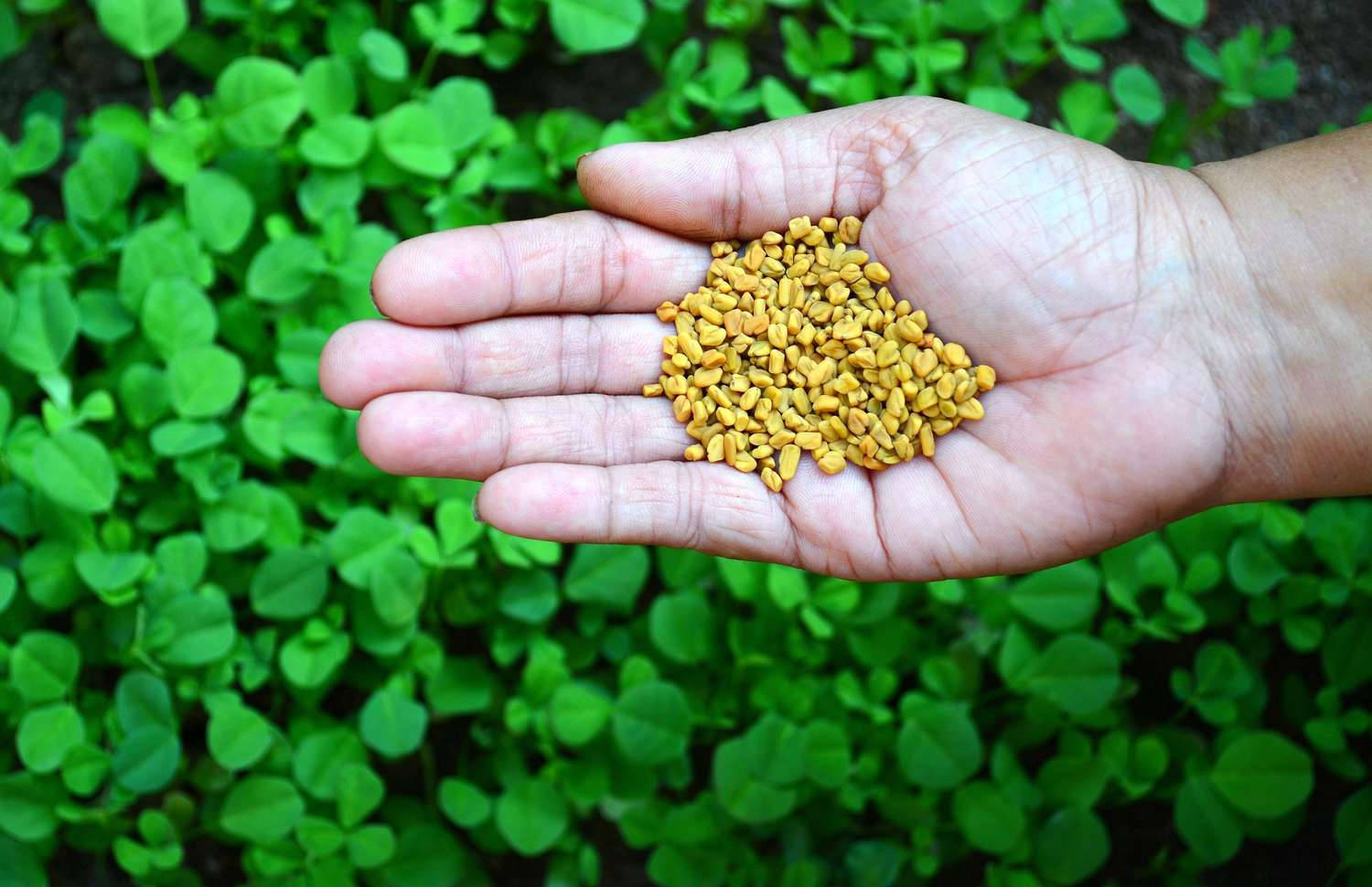 Hand Full Of Fenugreek 壁紙 — 一隻手托住金色葫蘆巴種子，下方是翠綠的幼苗田。