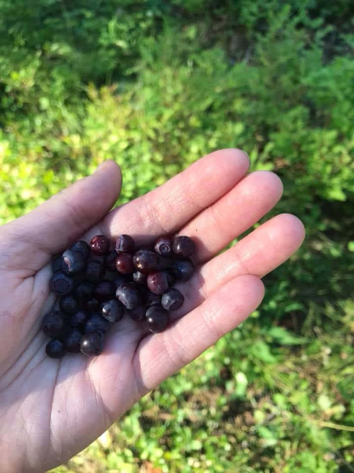  壁紙 — 一隻手托住飽滿的深色藍莓，背景是陽光普照的綠色森林。