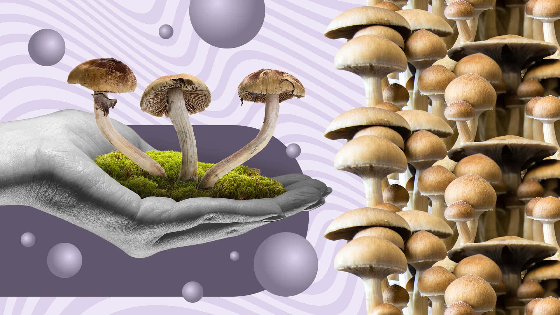 Trippy Mushroom 桌布 壁紙 — 一隻手托著長滿苔蘚的泥土和三朵蘑菇，旁邊長著一叢密集的類似蘑菇，背景是紫色波浪形狀和漂浮的球體。