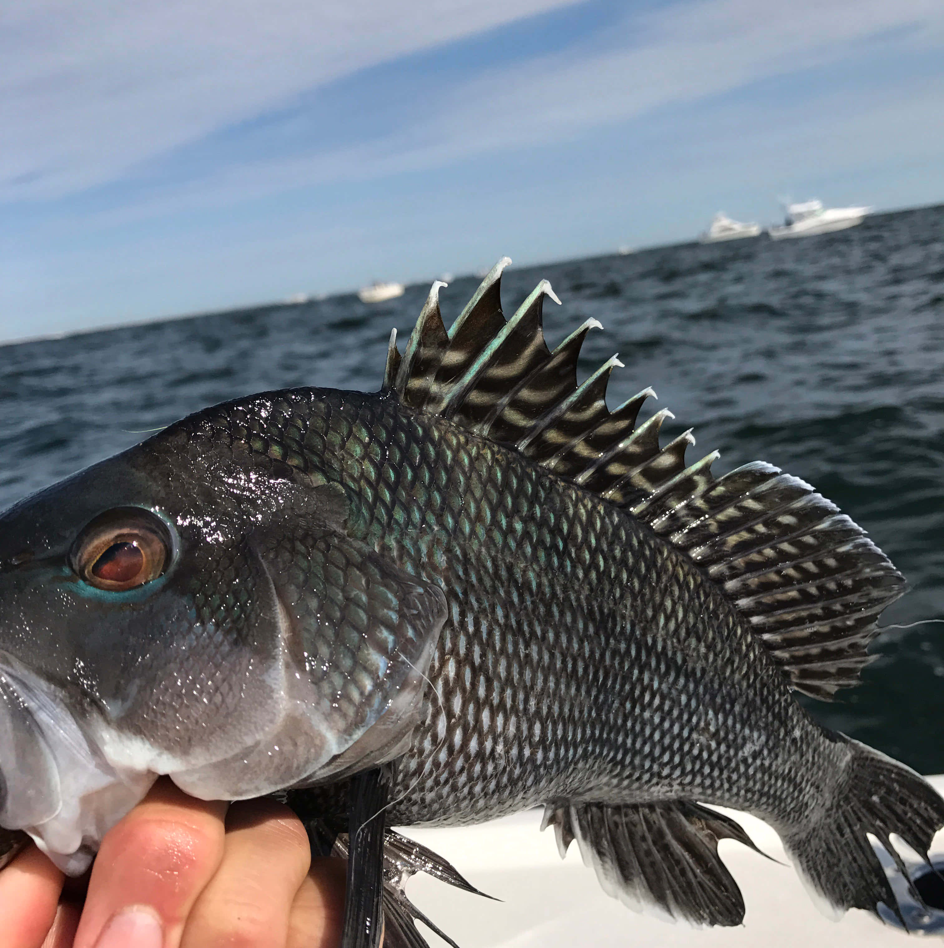Black Sea Bass 桌布 壁紙 — 一隻手拎住一條新鮮捕獲、背鰭有刺嘅魚嘅特寫，背景係海洋同遠處嘅船，天空晴朗。
