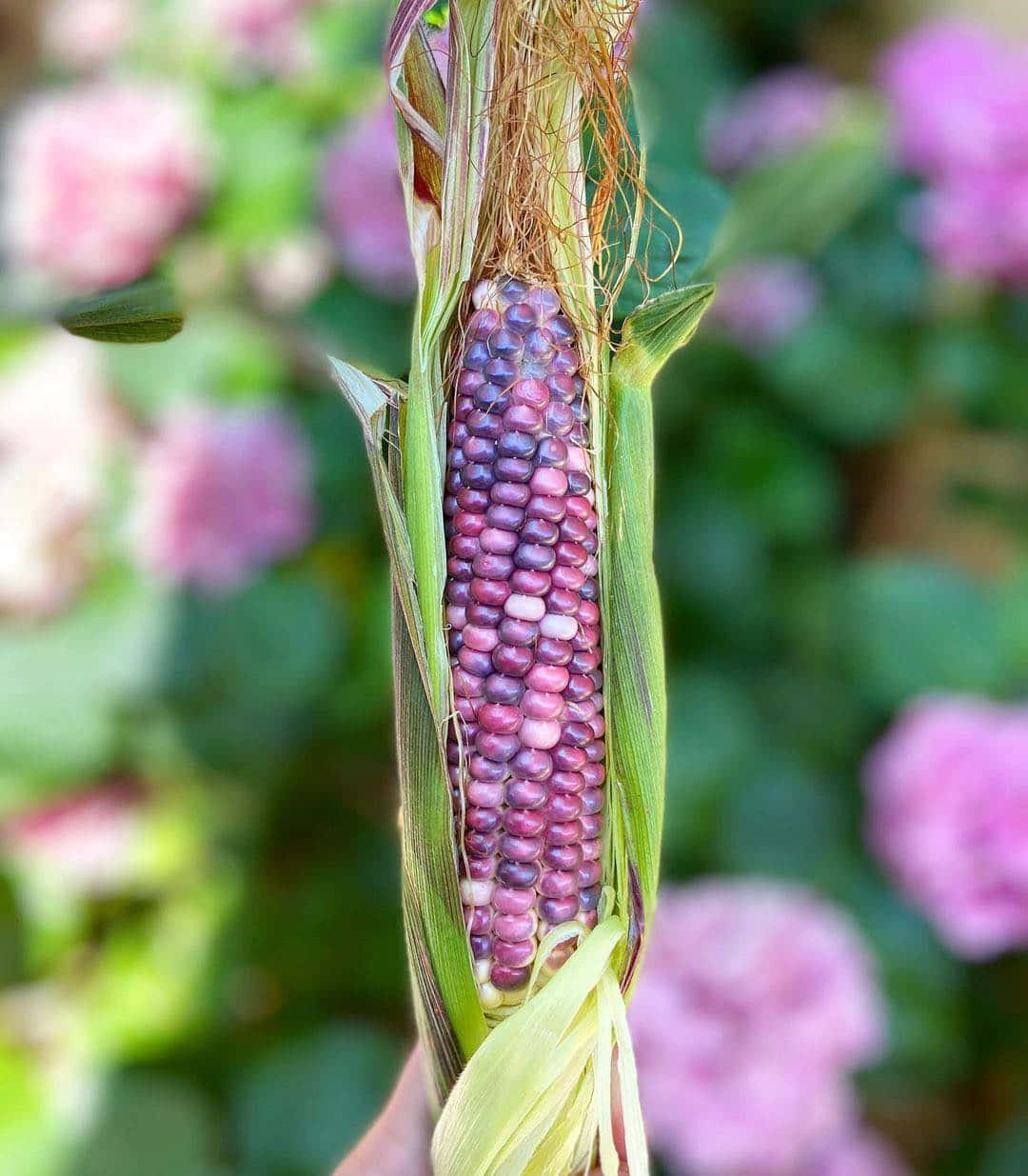 Purple Corn 桌布 壁紙 — 一隻手拿著一個充滿活力的紫色粟米芯，帶有綠色外殼，背景是柔焦的花園，有粉紅色的花朵和綠色的葉子。