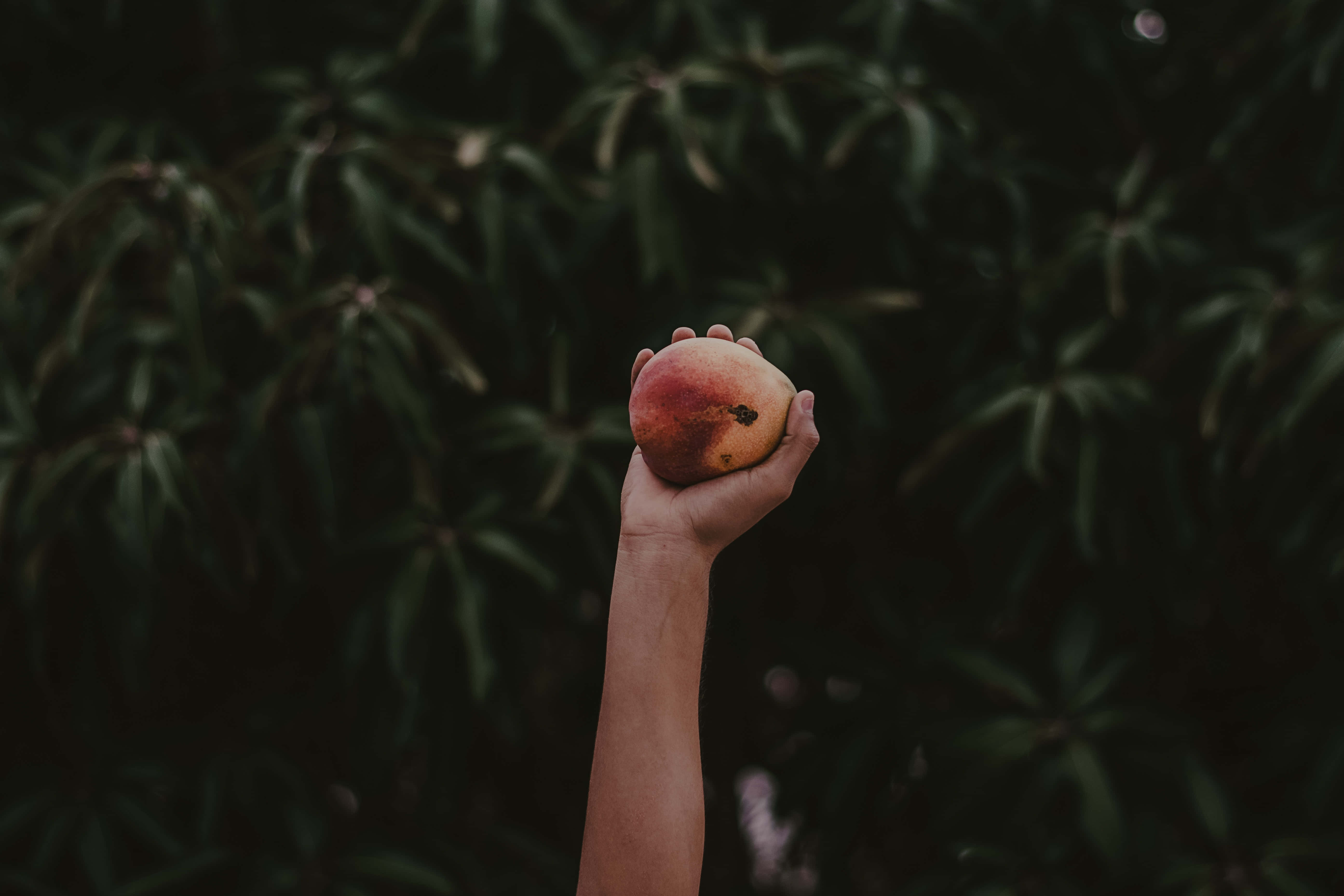 hands 桌布 壁紙 — 一隻手拿著一個成熟的桃子，背景是深色模糊的綠色樹葉。