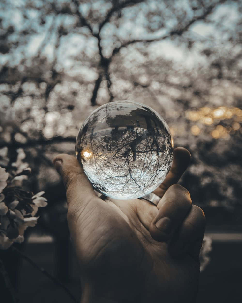 Crystal Ball 桌布 壁紙 — 一隻手拿著一個水晶球，映照出光禿禿的樹枝，背景柔和模糊，帶有溫暖的散景燈光。