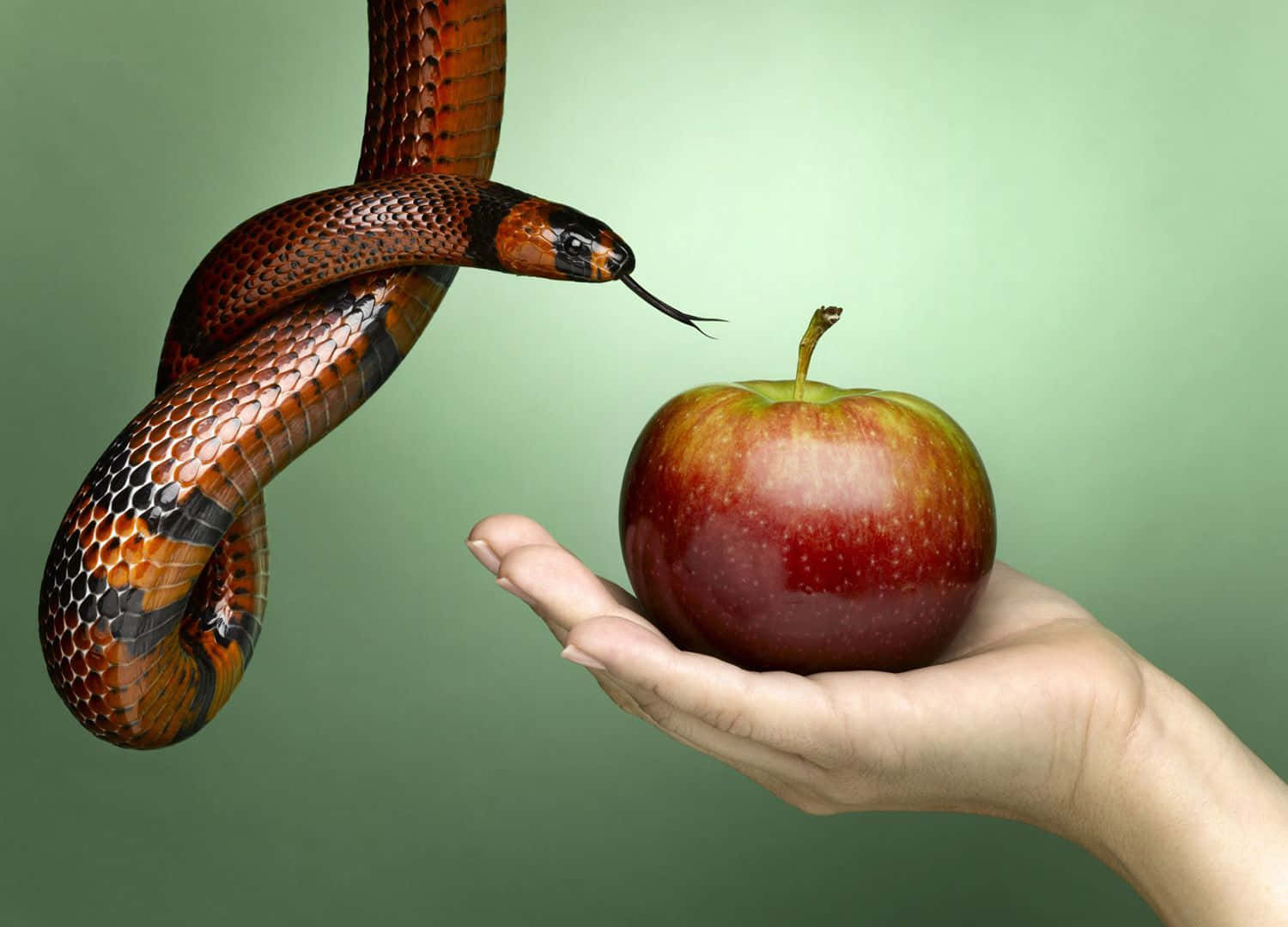Tempting 桌布 壁紙 — 一隻手拿著一個紅蘋果，一條珊瑚蛇在附近盤繞，舌頭向水果伸去。