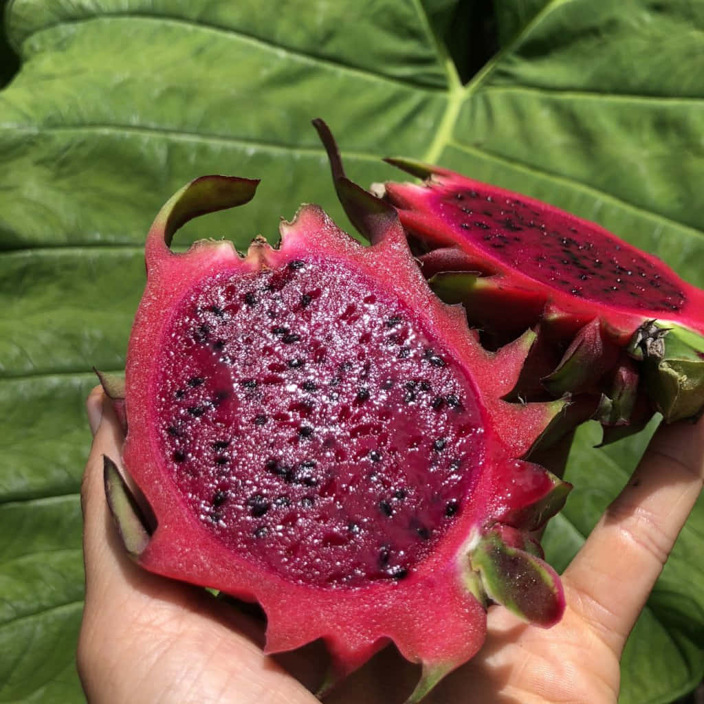 Red Fruit 桌布 壁紙 — 一隻手拿著一個鮮豔的粉紅色火龍果切開，露出多汁的果肉，上面佈滿黑色種子，襯托著茂盛的綠葉。