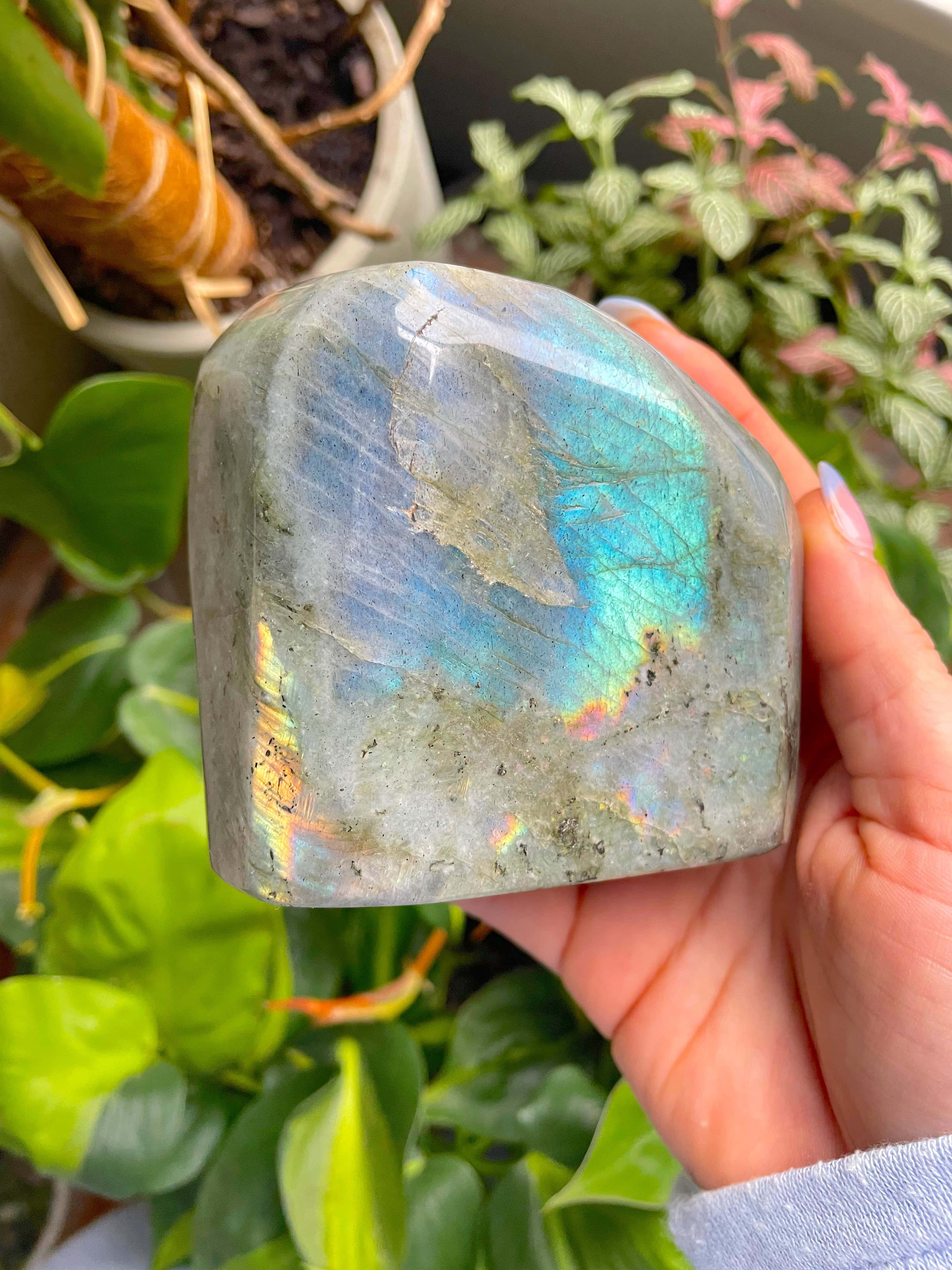 Azure Blue 桌布 壁紙 — 一隻手拿著一塊拉長石水晶，在茂密綠色植物的背景下展現出鮮豔的藍色和綠色虹彩。