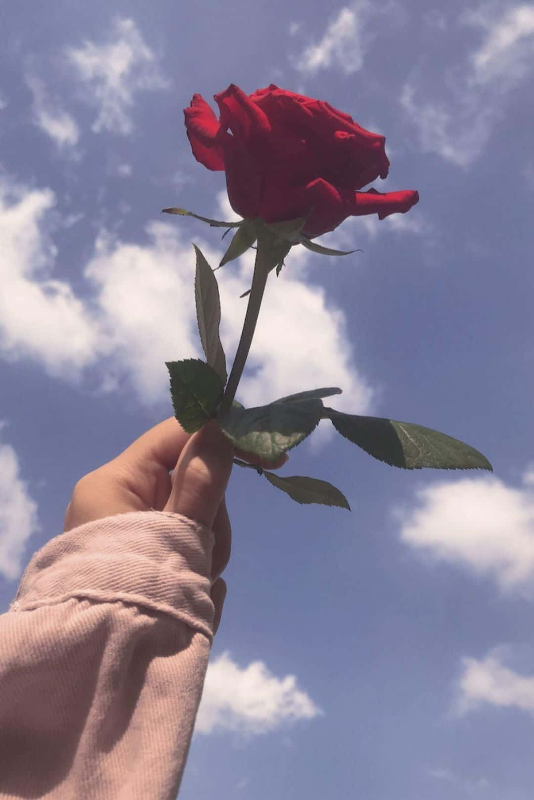 Aesthetic Rose 桌布 壁紙 — 一隻手拿著一朵鮮豔的紅玫瑰，背景是明亮的藍天和蓬鬆的白雲。