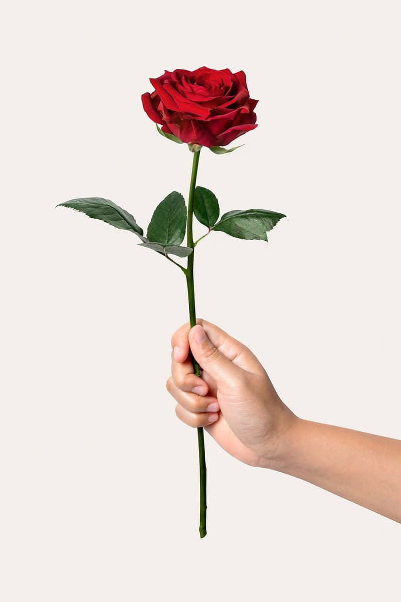 Single Rose 桌布 壁紙 — 一隻手拿著一朵鮮豔的紅玫瑰，配以茂盛的綠葉，背景是柔和的米白色。