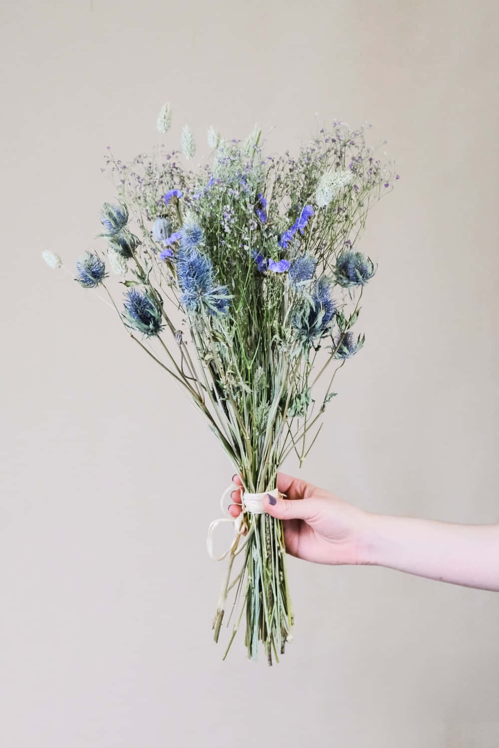 Dried Flowers 桌布 壁紙 — 一隻手拿著一束乾燥的藍色薊花和野花，襯著柔和的米色牆壁。