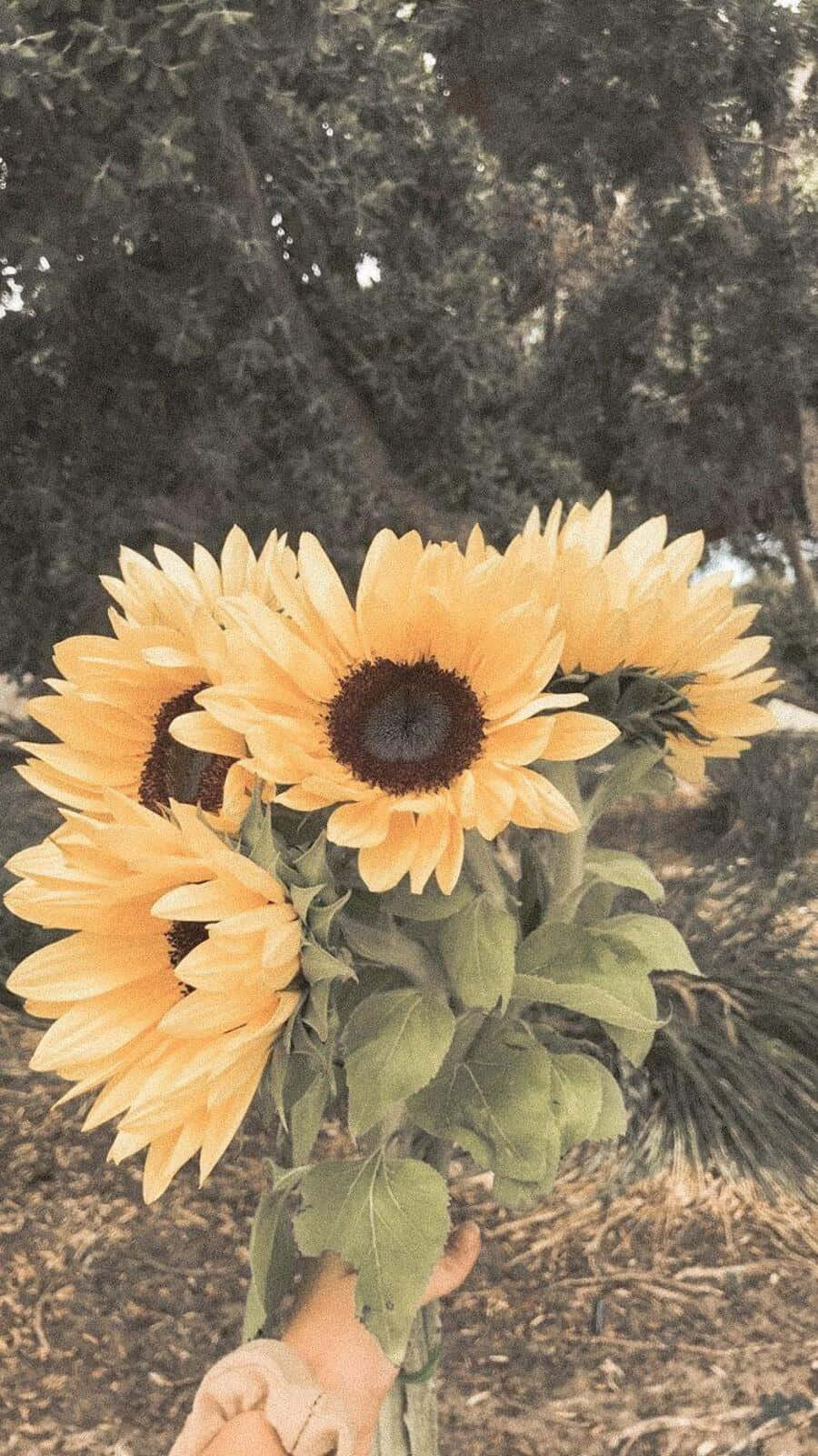 Vintage Aesthetic Plant 桌布 壁紙 — 一隻手拿著一束鮮豔的向日葵，背景是茂密的綠樹和斑駁的陽光。