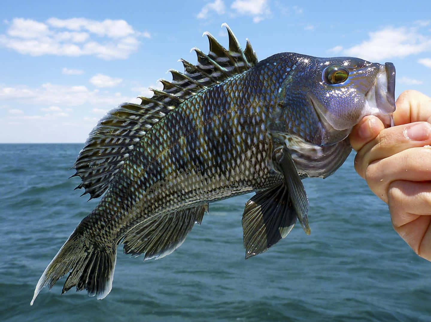 Black Sea Bass 桌布 壁紙 — 一隻手拿著一條剛捕獲的魚，魚背鰭有刺，背景是藍色海洋和天空。