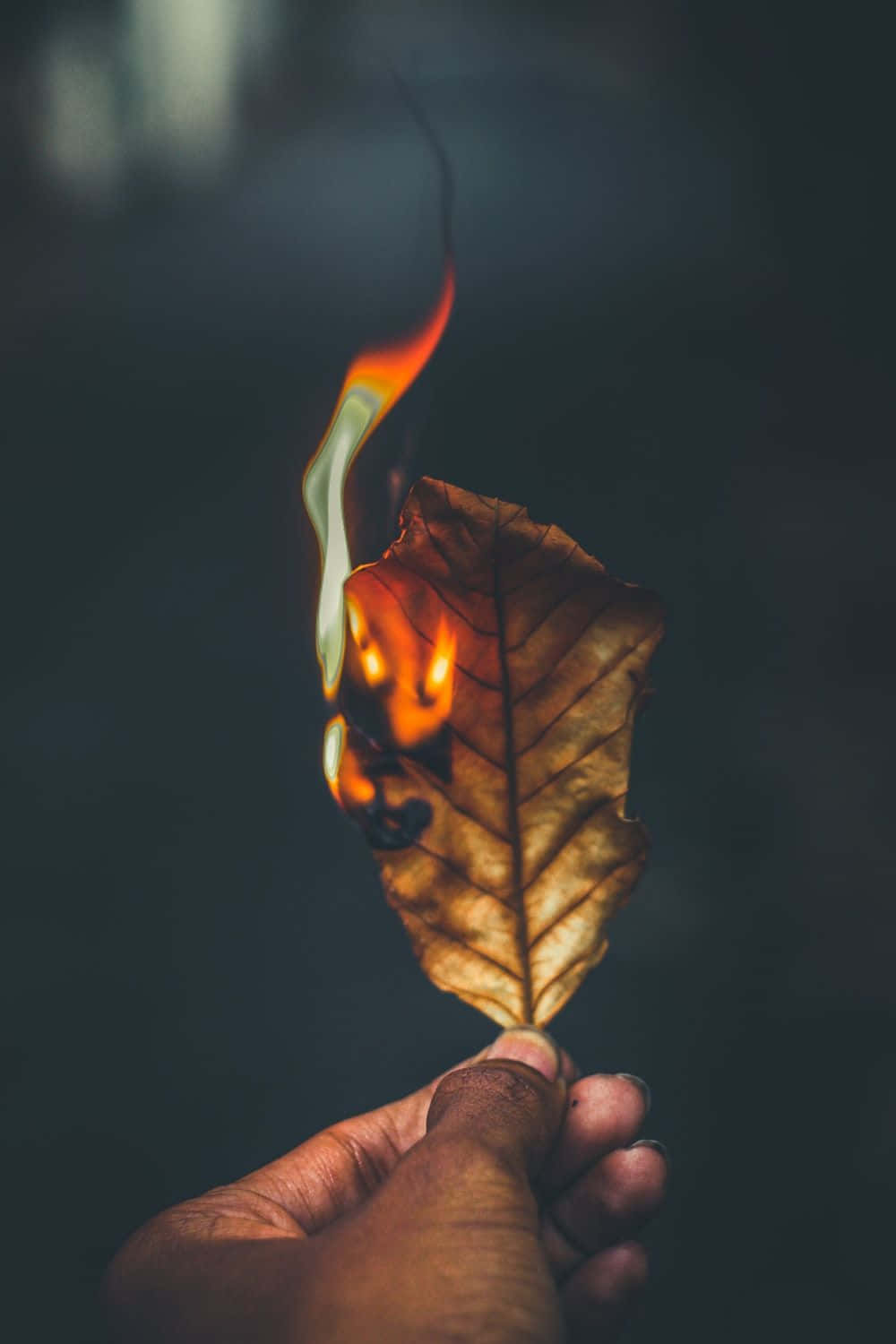 Burn 桌布 壁紙 — 一隻手拿著一片乾燥的樹葉，在黑暗模糊的背景中燃燒著明亮的橙色火焰。
