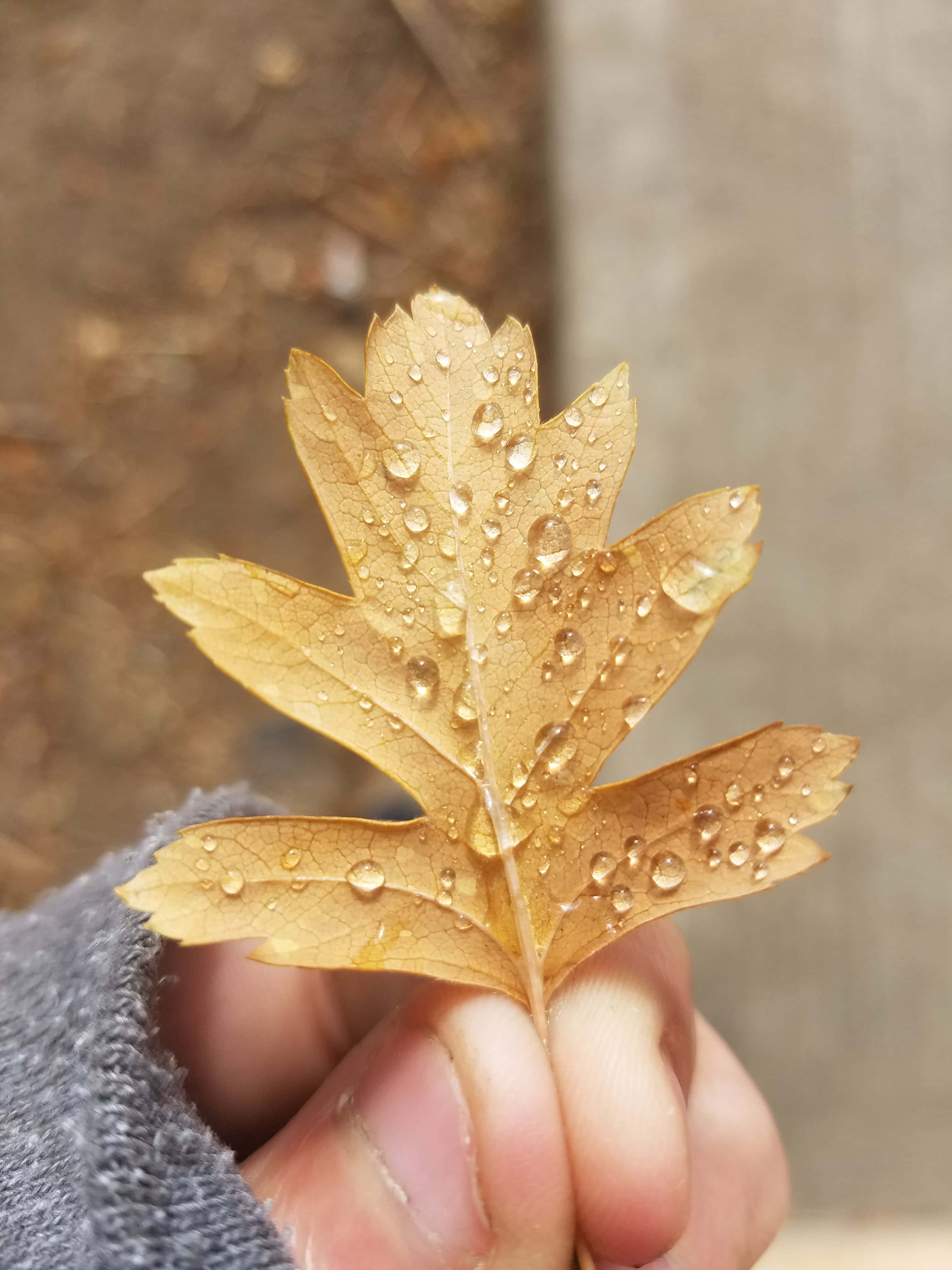 Fall Dew 桌布 壁紙 — 一隻手拿著一片金色的秋葉，在模糊的土色背景上閃爍著露珠。