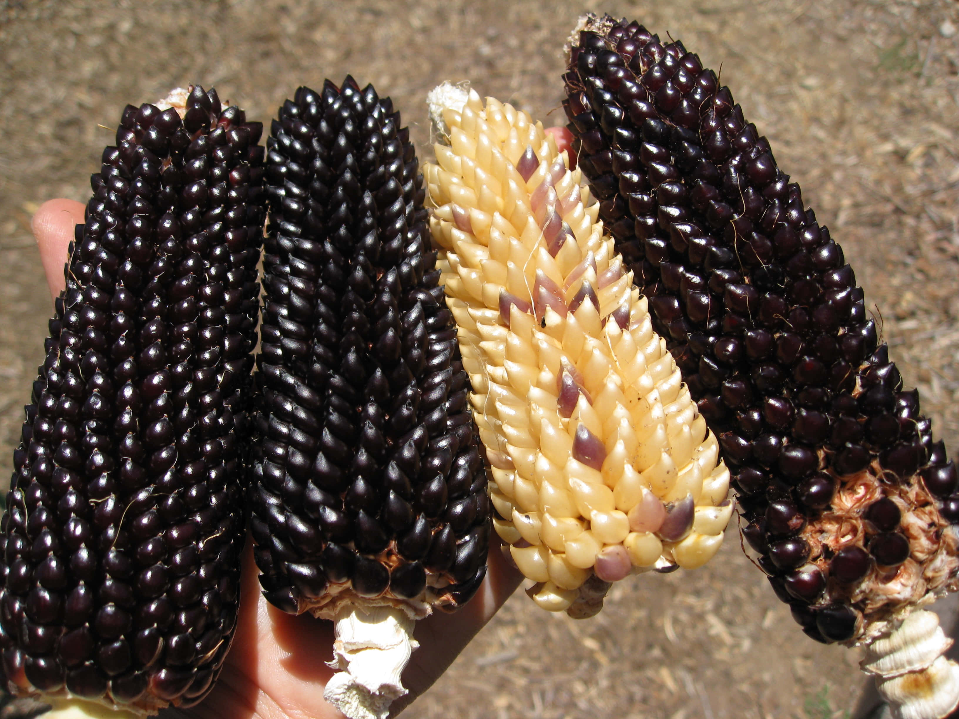 Purple Corn 桌布 壁紙 — 一隻手拿著四條色彩鮮豔的粟米，帶有深紫黑色和淡黃色的粟米粒，背景是乾燥的泥土。