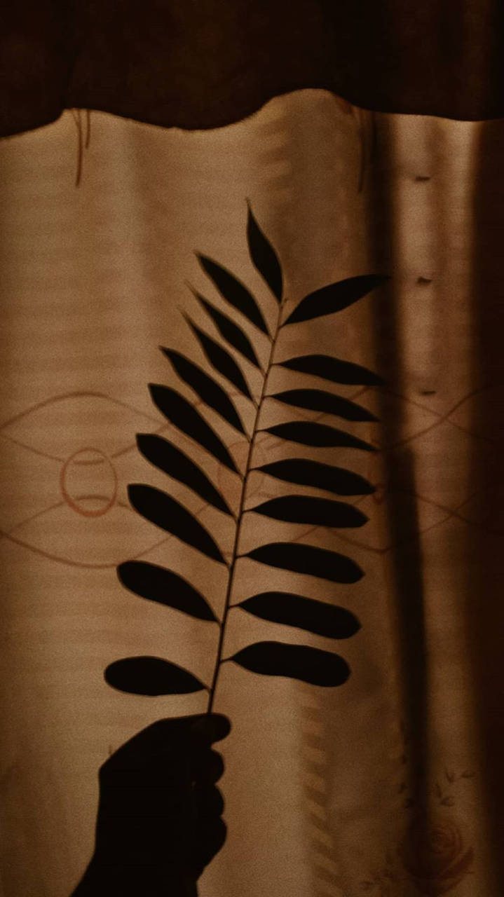 Silhouette 桌布 壁紙 — 一隻手拿著樹枝，樹葉在溫暖昏暗的光線下，在帶有紋理的米色窗簾上投射出清晰的黑色剪影。
