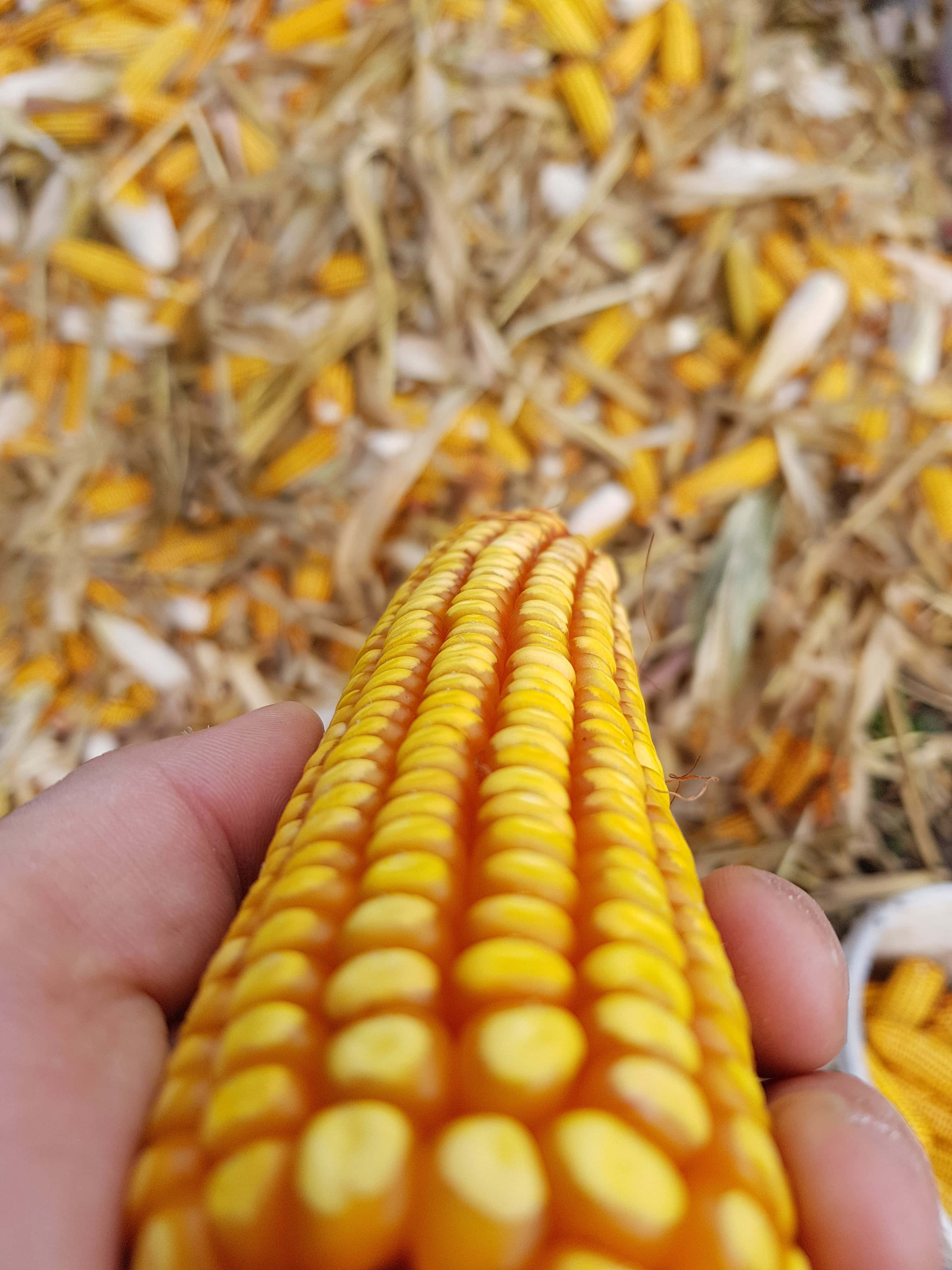 Yellow Corn 桌布 壁紙 — 一隻手拿著鮮黃色的玉米棒，背景是散落的乾玉米粒和玉米皮。