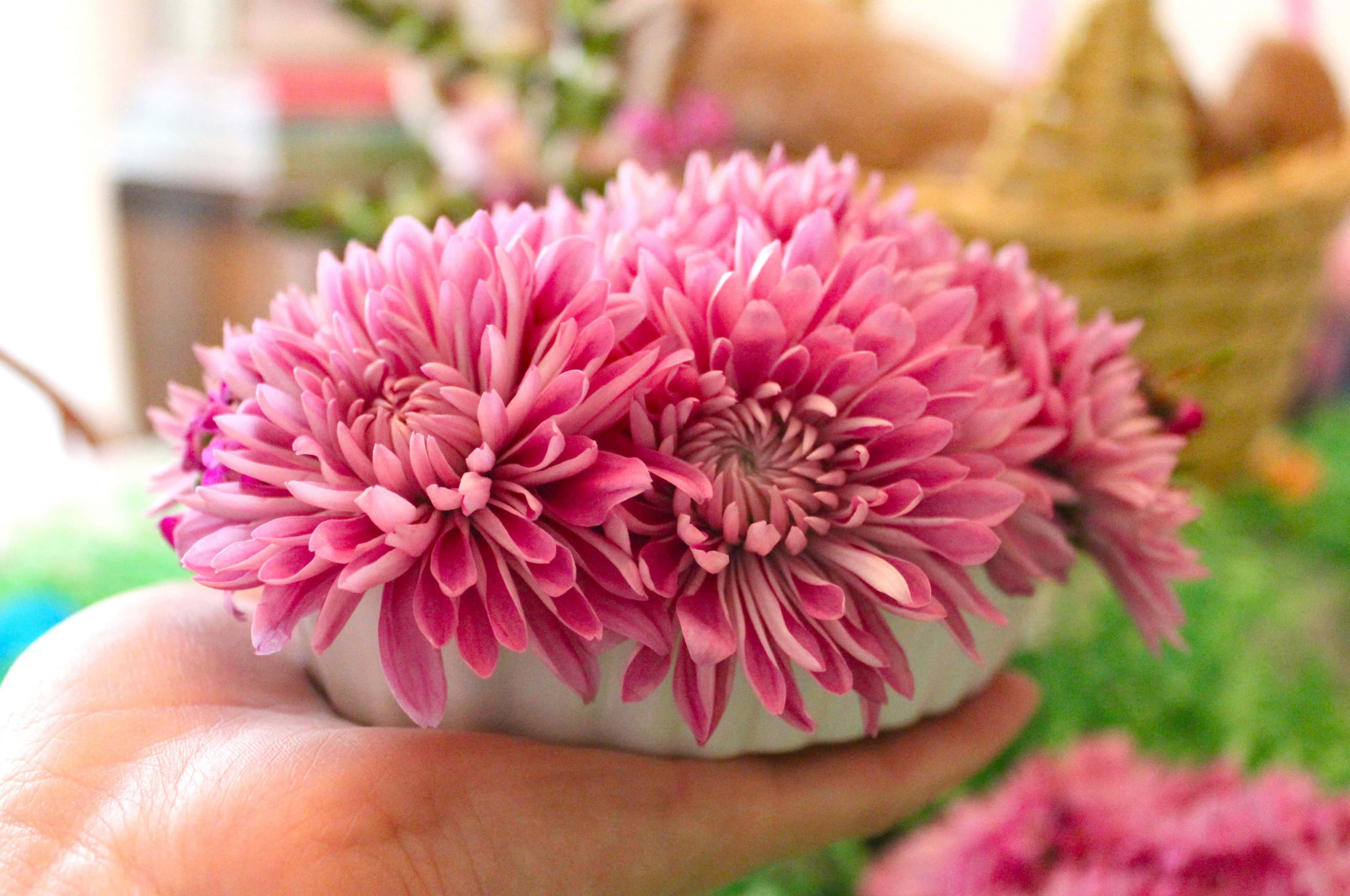 Pink Chrysanthemums 桌布 壁紙 — 一隻手捧著一個白色陶瓷碗，碗裡有兩朵鮮豔的粉紅色菊花，背景是柔和模糊的花園。