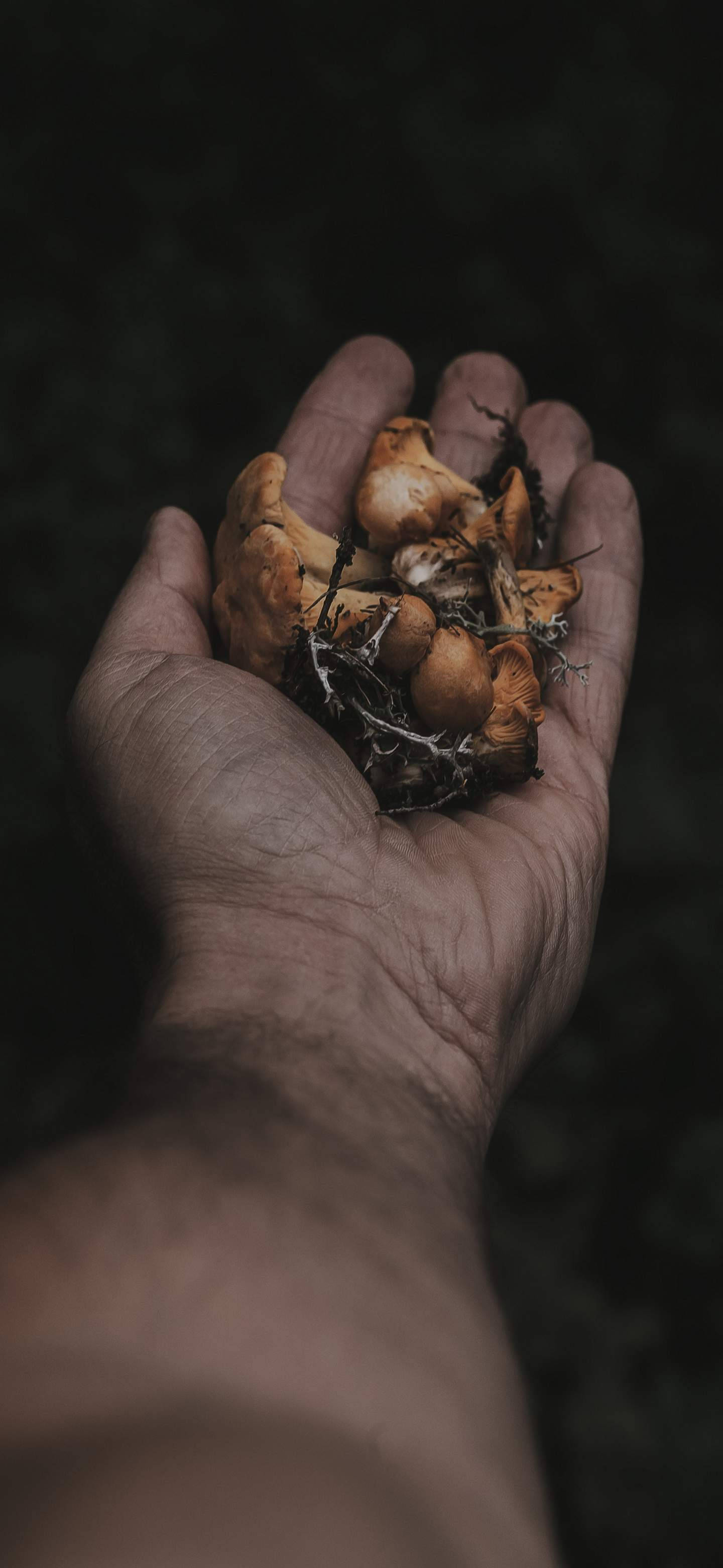 蘑菇 桌布 壁紙 — 一隻手捧著一小簇橙色蘑菇，背景是模糊的暗色森林。