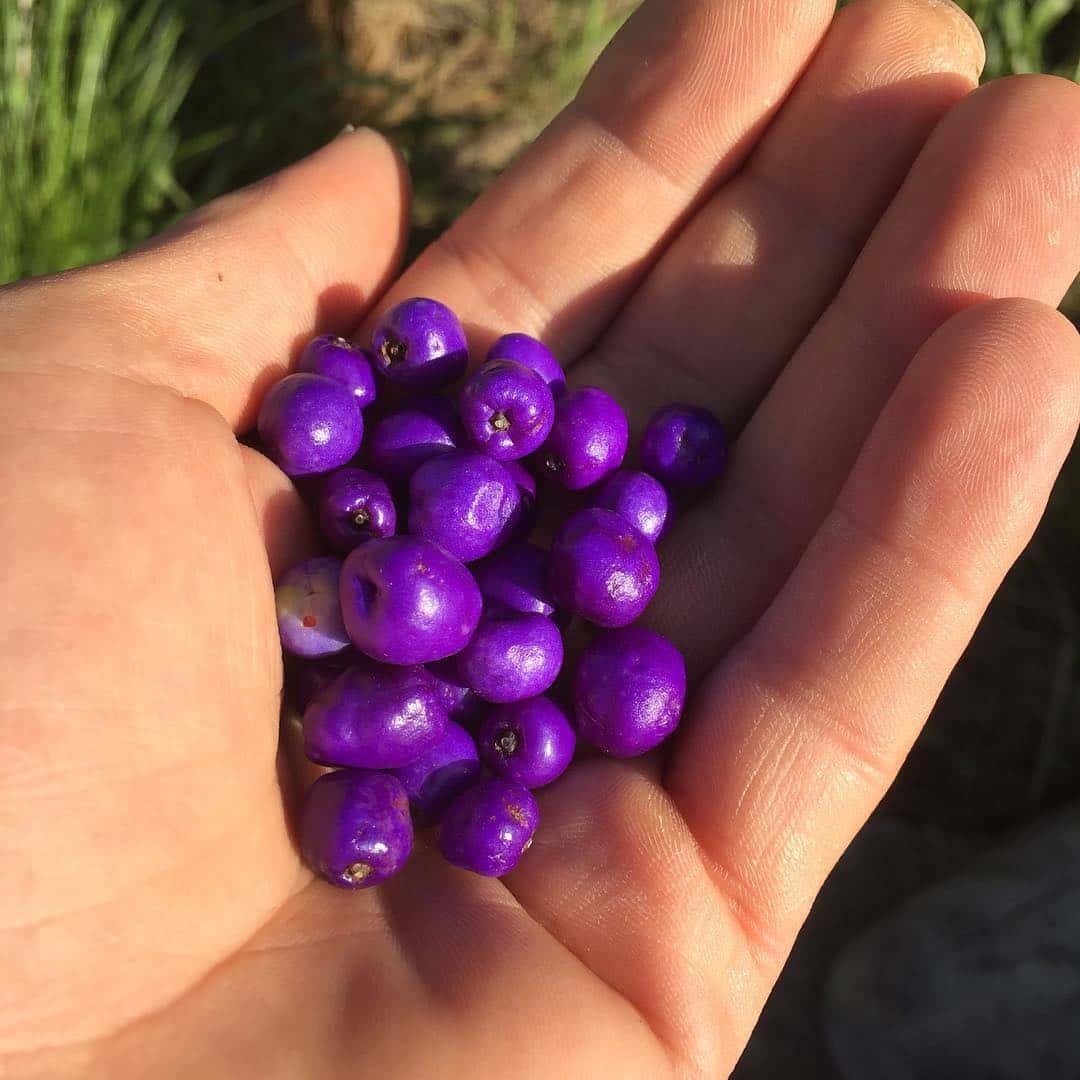 Purple Berries 桌布 壁紙 — 一隻手捧著一簇光澤的紫色莓果，在明亮的陽光下，背景是模糊的綠草。