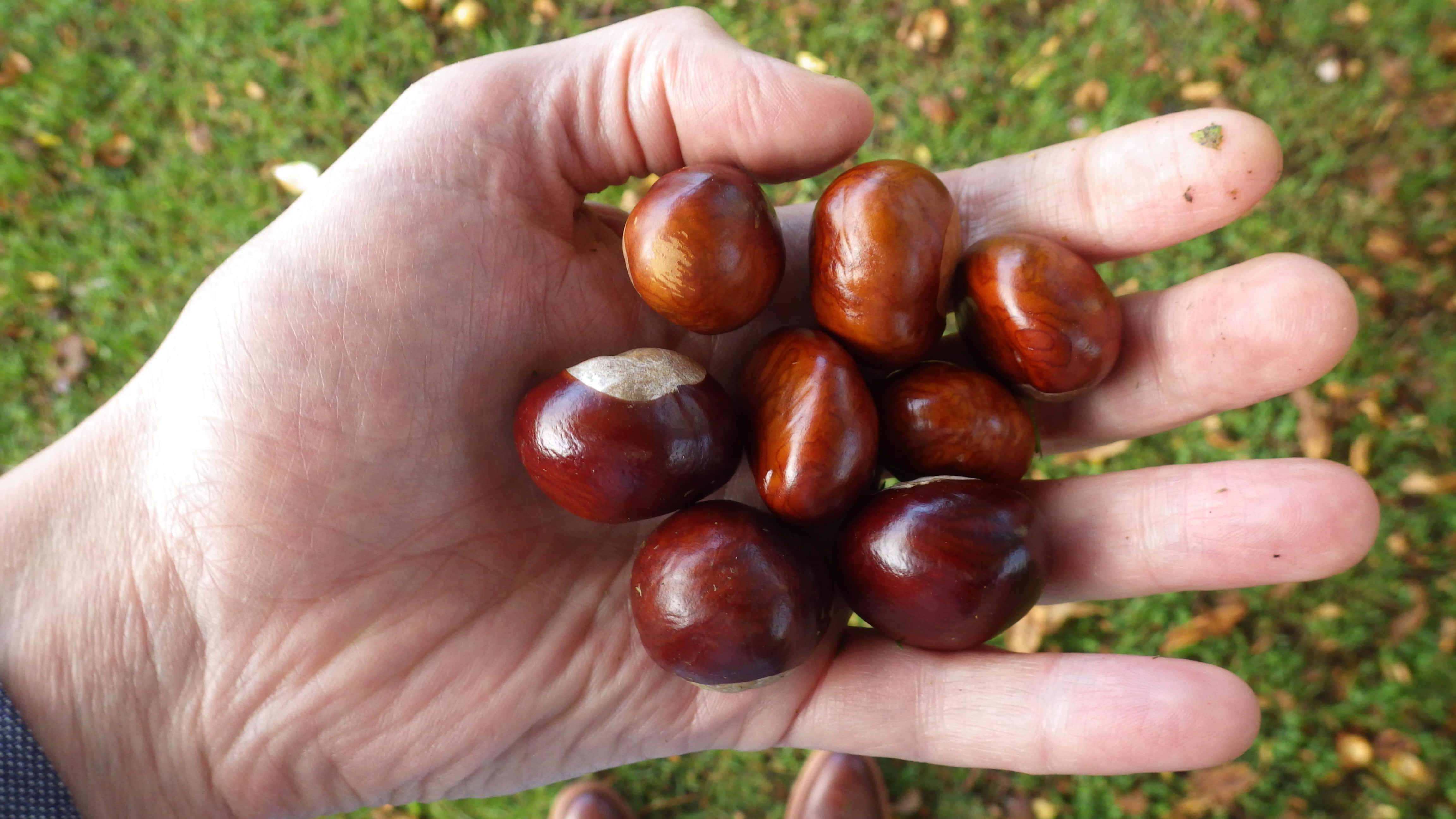Chestnut 桌布 壁紙 — 一隻手捧著光亮的棕色栗子，背景是綠草和落葉。