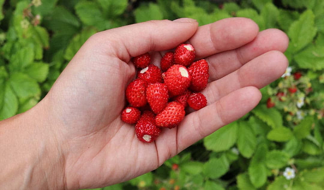 Red Fruit 桌布 壁紙 — 一隻手捧著飽滿的紅色野草莓，背景是茂密的綠色樹葉和細小的白色花朵。
