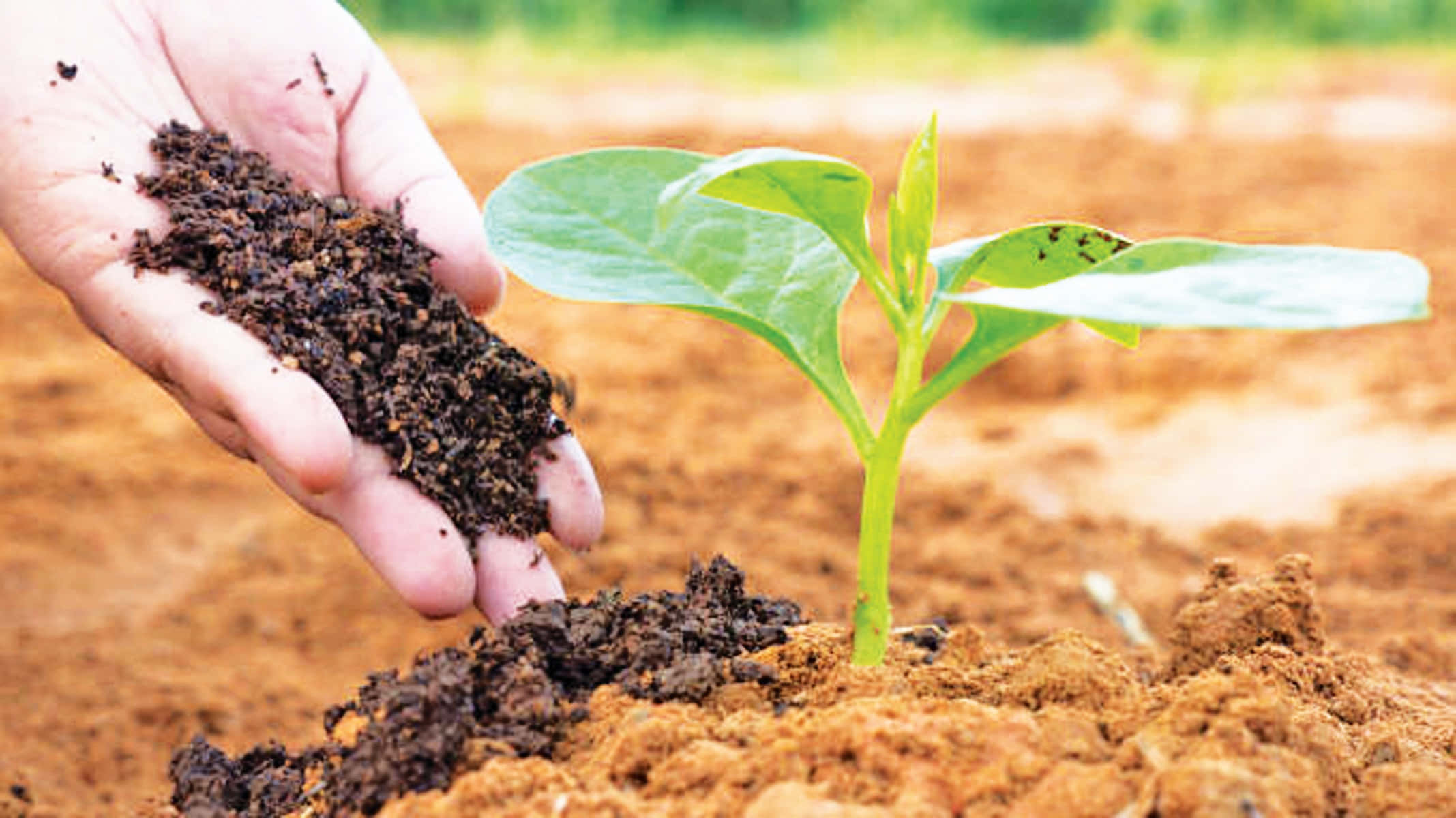 Organic Farming 桌布 壁紙 — 一隻手輕輕地握著肥沃的土壤，旁邊是從翻耕的泥土中萌芽的翠綠幼苗。