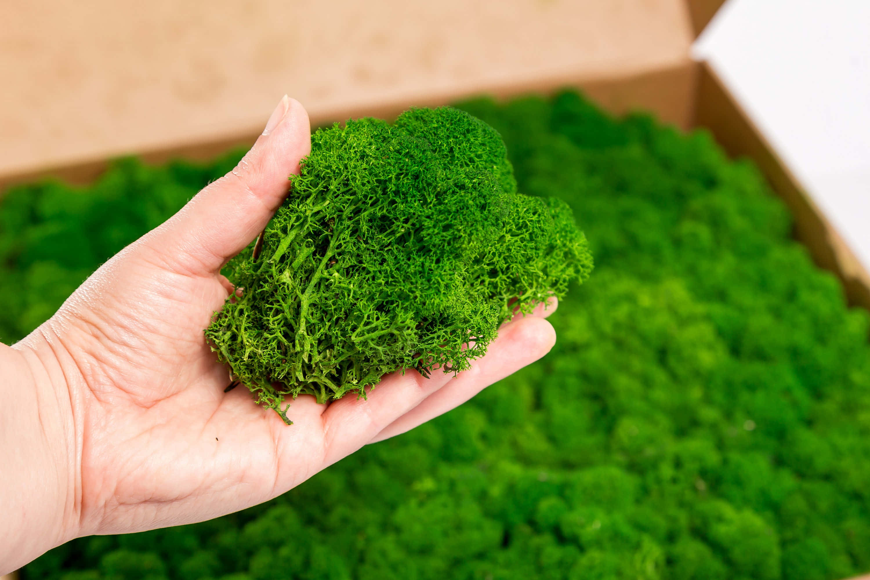 Green Moss 桌布 壁紙 — 一隻手輕輕托住一團茂盛的綠色馴鹿苔蘚，下方是一個裝滿更多苔蘚的紙板箱。