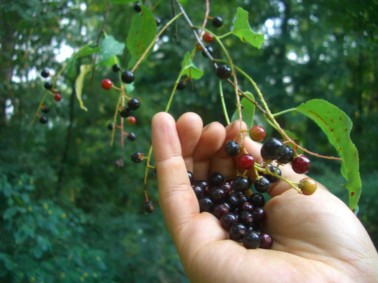 Black Cherry 桌布 壁紙 — 一隻手輕輕托住一簇深紫色和紅色的漿果，它們仍附著在帶葉的樹枝上，背景是茂密的綠色森林。