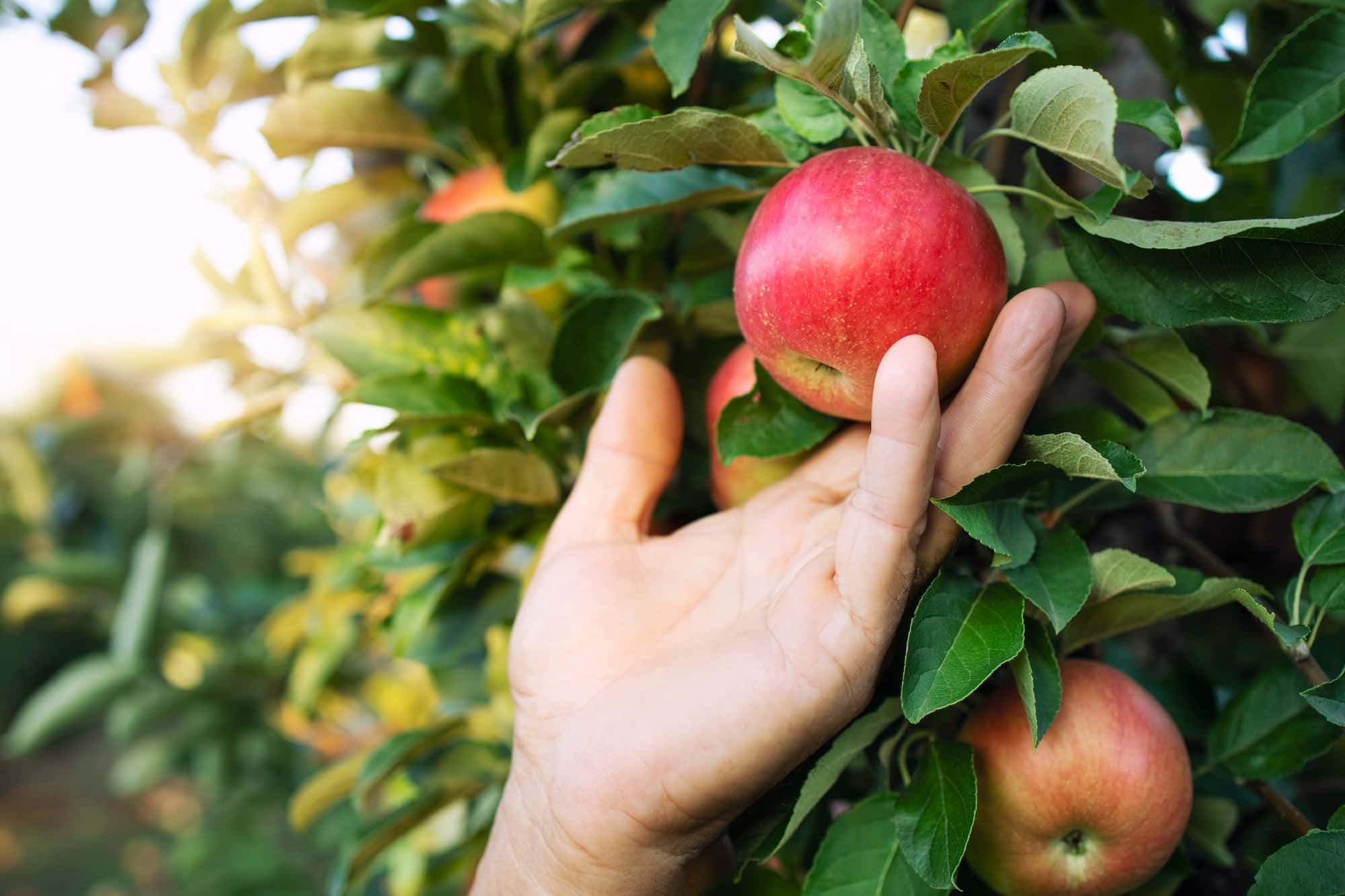 Apple Picking 桌布 壁紙 — 一隻手輕輕托著一個成熟的紅蘋果，蘋果依偎在陽光照射的樹枝上茂密的綠葉之間。
