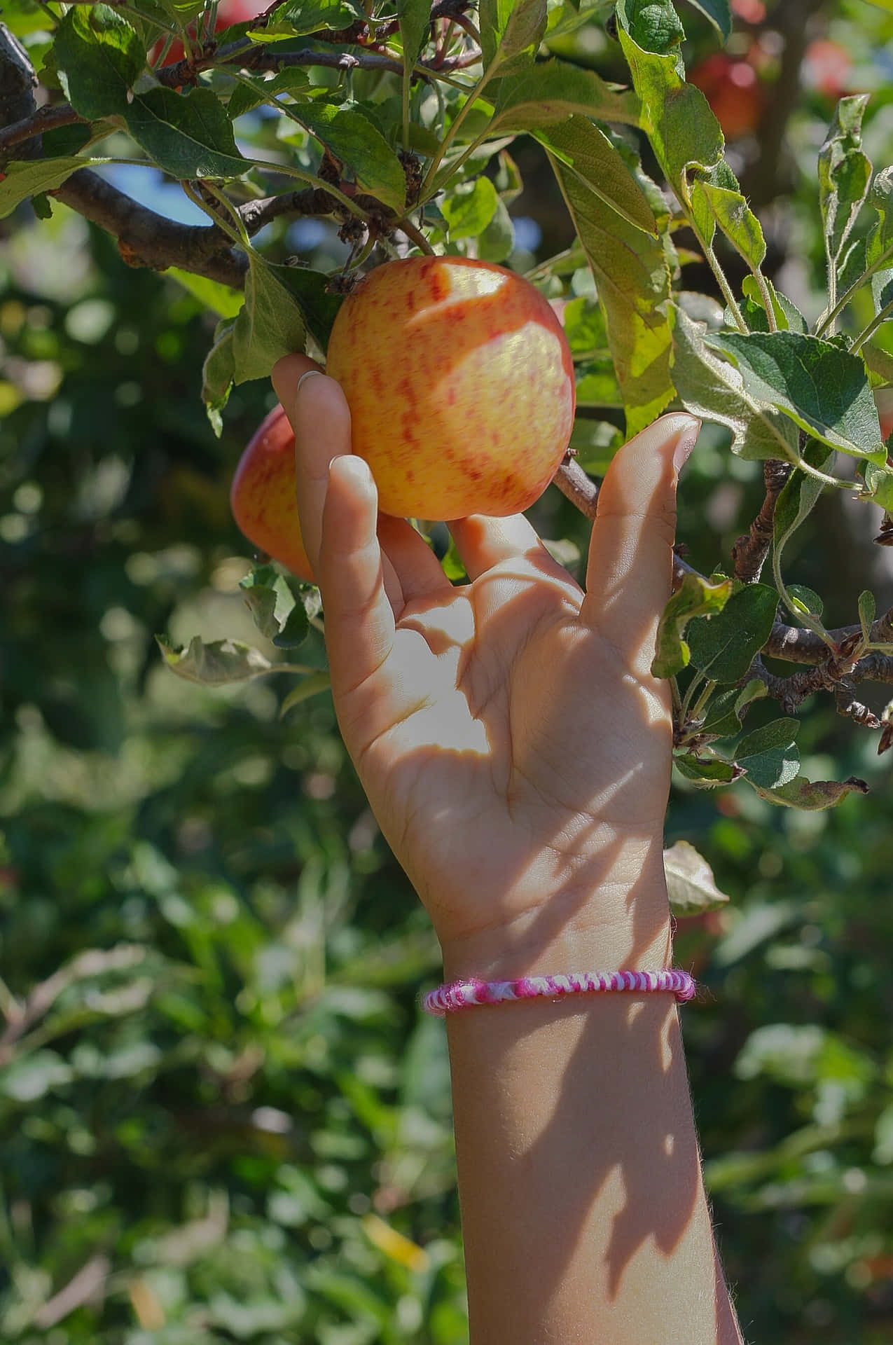 Apple Picking 桌布 壁紙 — 一隻手輕輕抓住一個掛在陽光照射的樹枝上、帶有茂盛綠葉的成熟紅蘋果。