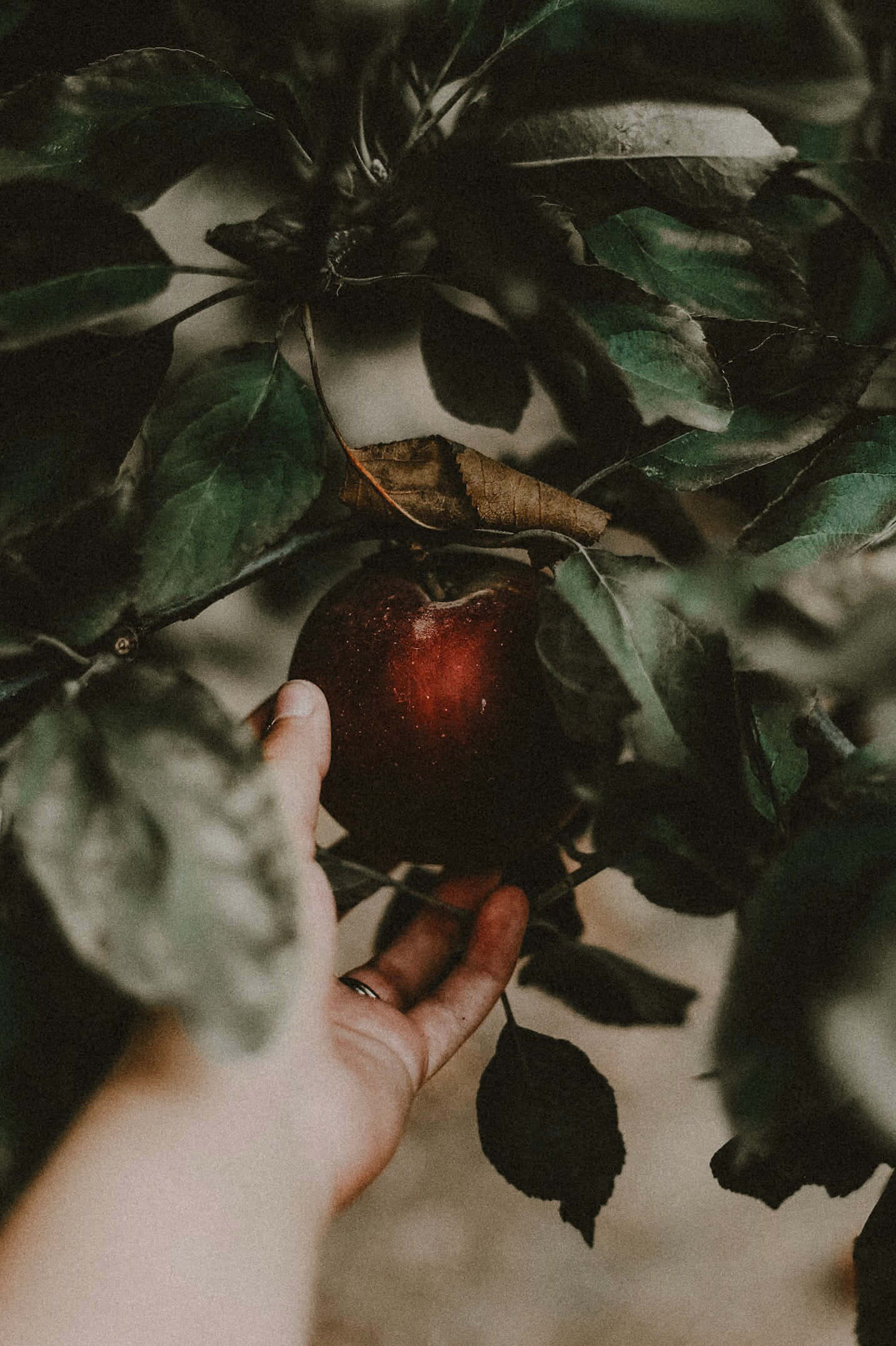 Apple Picking 桌布 壁紙 — 一隻手輕輕抓住一個藏在樹枝深綠色葉子中的成熟紅蘋果。