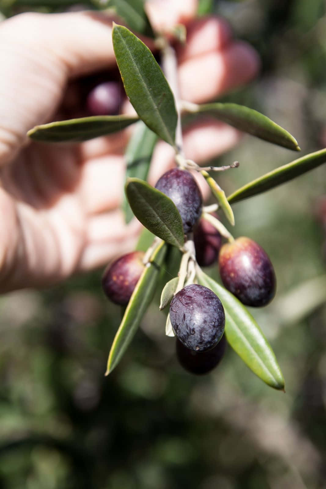 Black Olives 桌布 壁紙 — 一隻手輕輕拿著一枝深紫色橄欖和綠葉的樹枝，背景是柔和模糊的自然景色。