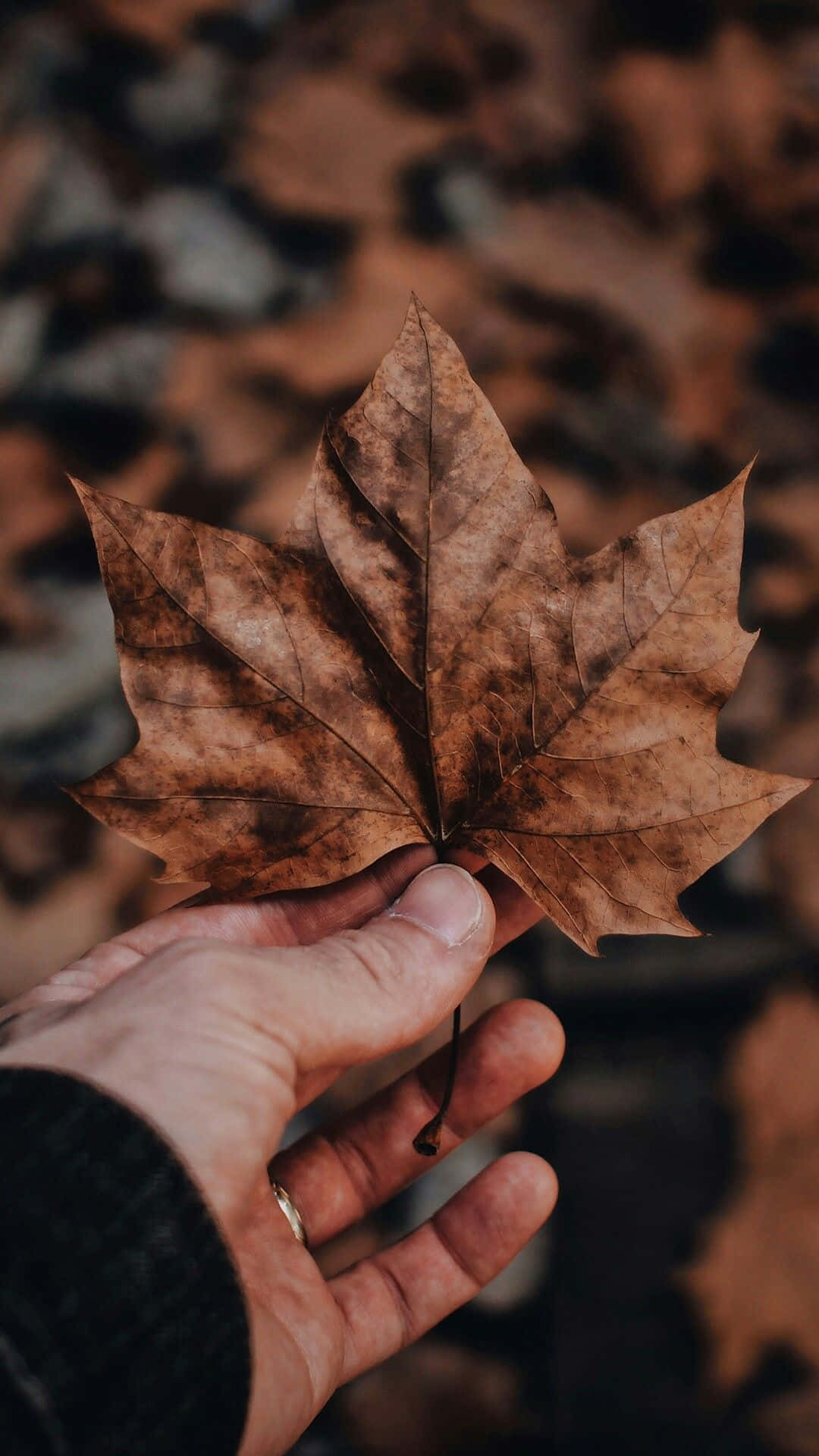 Brown Autumn 桌布 壁紙 — 一隻手輕輕拿著一片脆脆的棕色楓葉，背景是模糊的秋日森林地面。