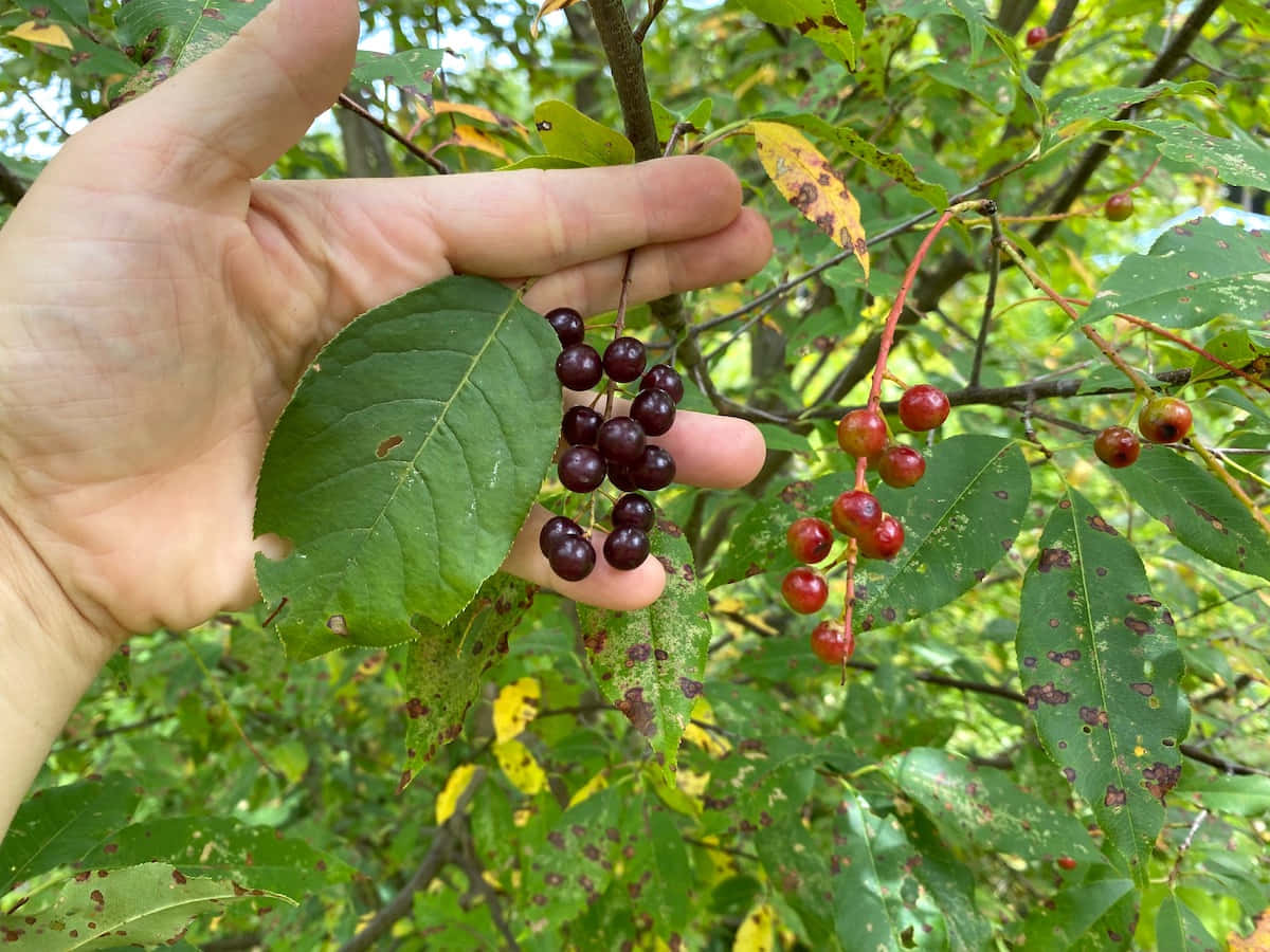 Black Cherry 桌布 壁紙 — 一隻手輕輕握著一串深紫色漿果，背景是帶有黃邊和褐色斑點的綠葉。