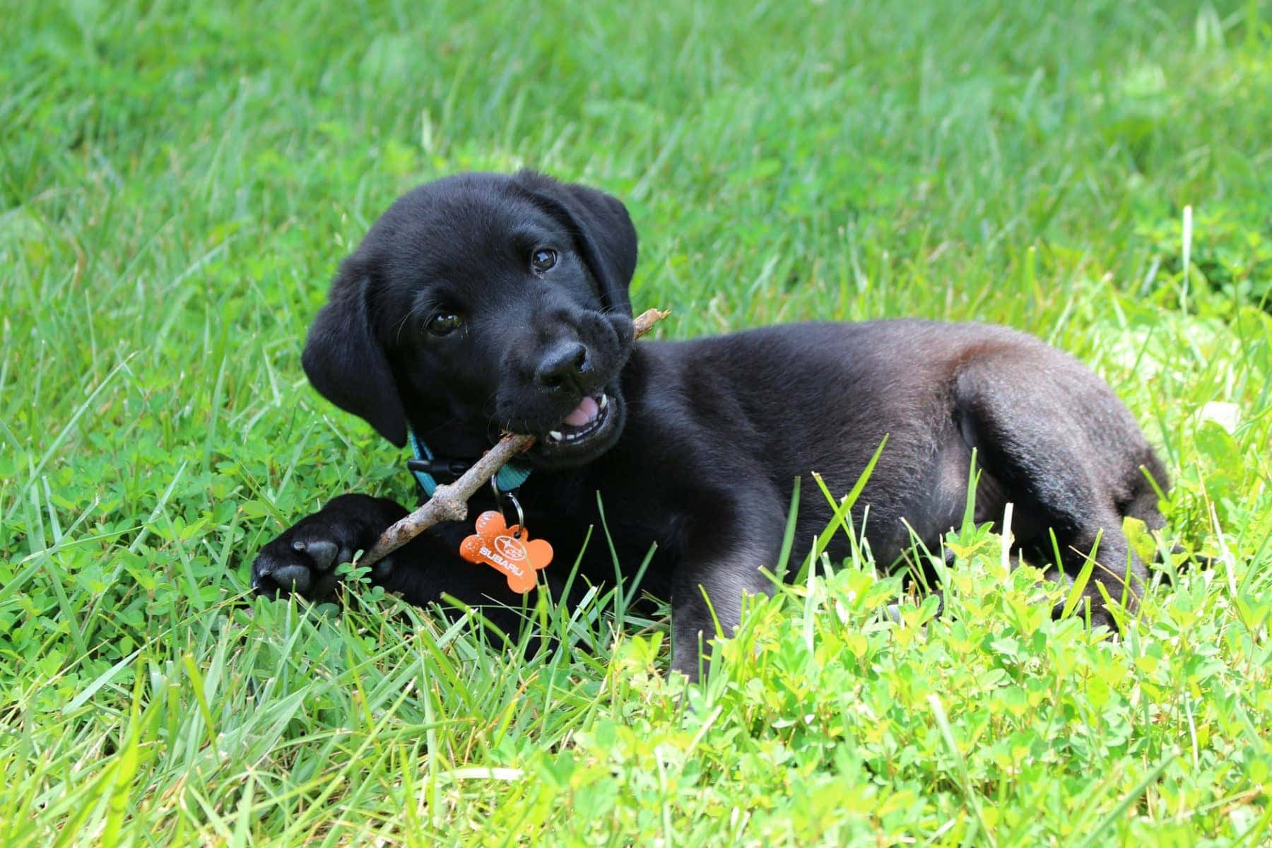 黑色幼犬在綠草上咀嚼帶橙色標籤的樹枝
