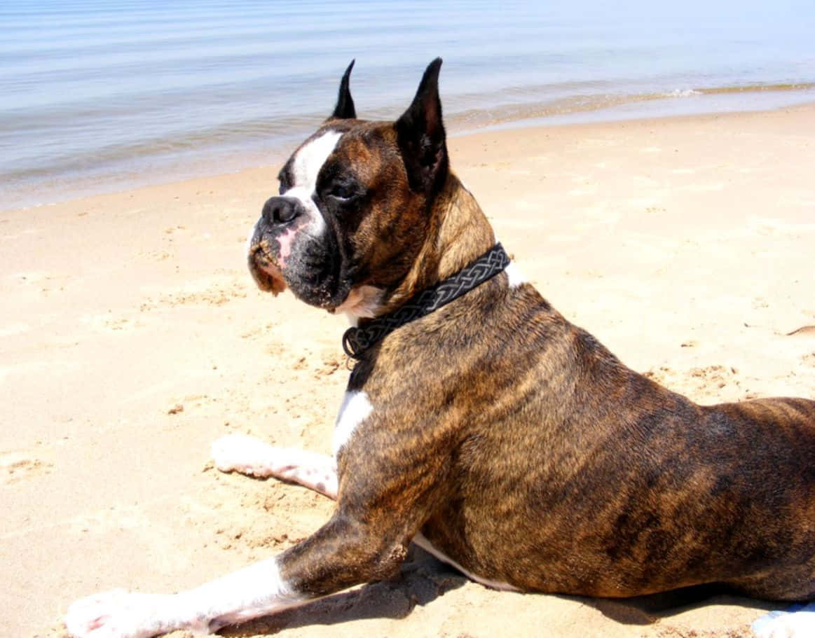 一隻拳師犬在陽光下微笑 壁紙 — 一隻虎斑色和白色的拳師犬在陽光普照的沙灘上，靠近溫柔的海浪，平靜地休息。