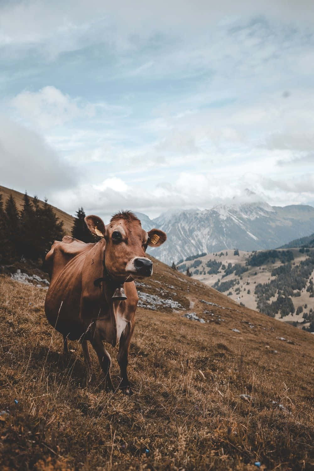 Brown Cow 桌布 壁紙 — 一隻掛著鈴鐺的棕色牛站在長滿草的高山草地上，背景是白雪覆蓋的山脈和陰天。