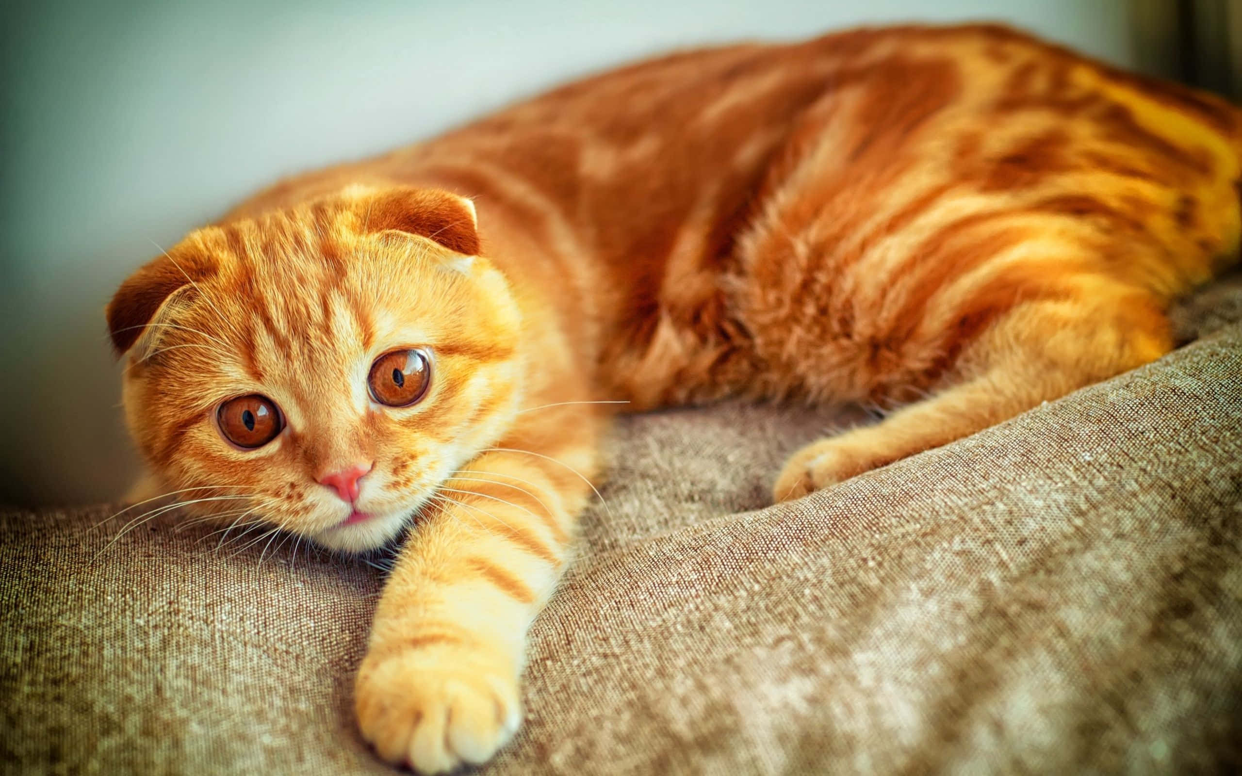 Tabby Cat 桌布 壁紙 — 一隻摺耳薑黃色虎斑貓躺在一張有紋理的米色梳化上，用寬闊的琥珀色眼睛直視鏡頭。