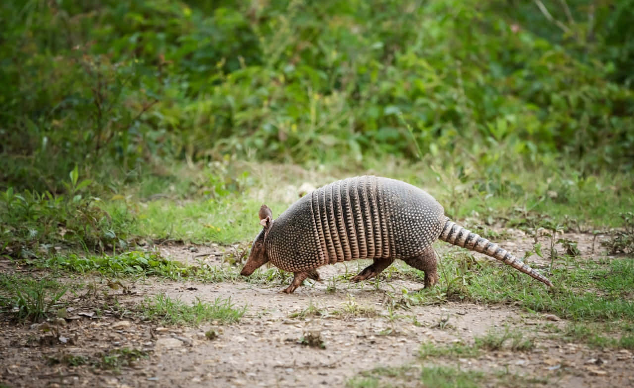 armadillo 桌布 壁紙 — 一隻擁有分段甲殼的犰狳沿著一條泥濘小路穿過茂密的綠色樹葉。
